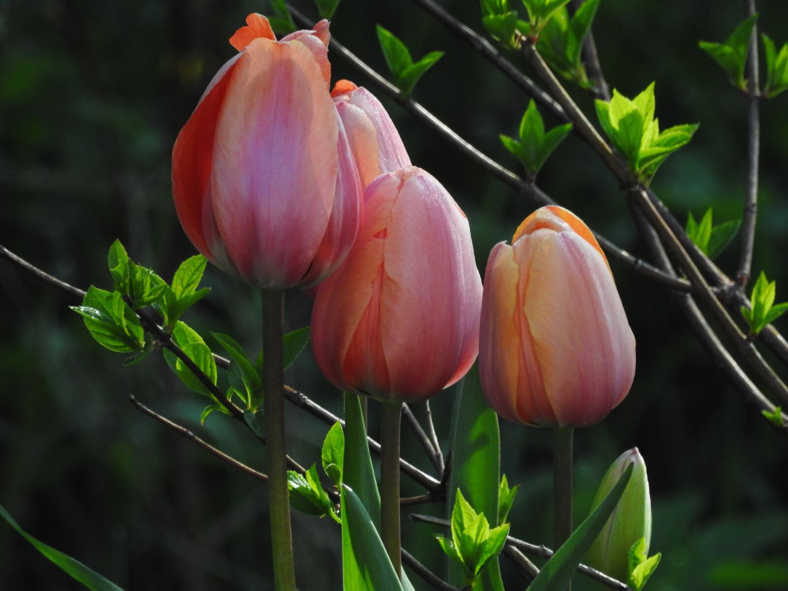 Nikon Coolpix P900 sample photo. Tulips, flower, flowers photography