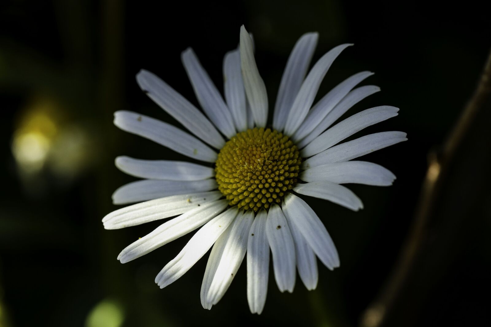 Canon EOS R sample photo. Daisy, flower, nature photography