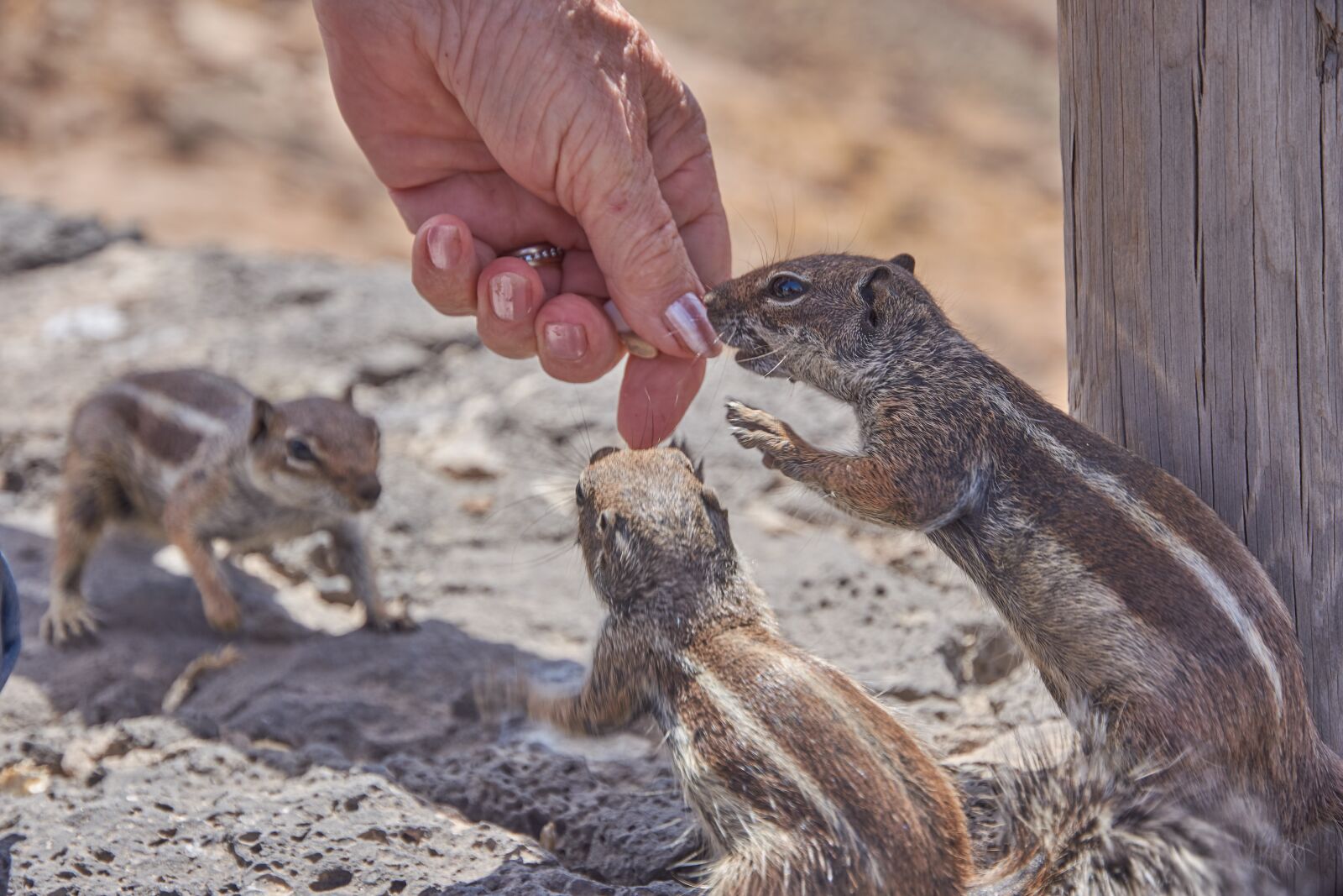 Nikon D7200 sample photo. Chipmunk, feed, eat photography