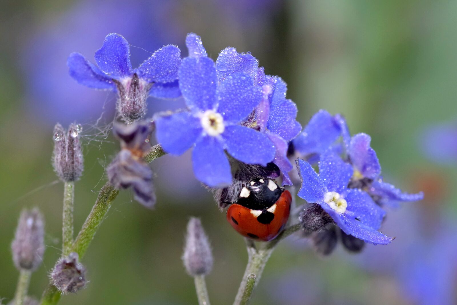 Pentax K-S2 sample photo. Ladybug, nots, blue photography