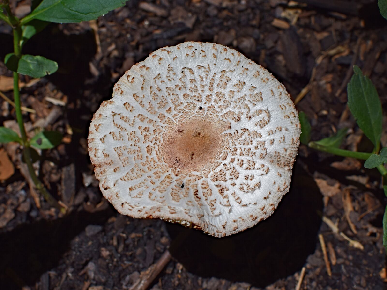 Nikon D3300 sample photo. Garden mushroom, mushroom, fungi photography