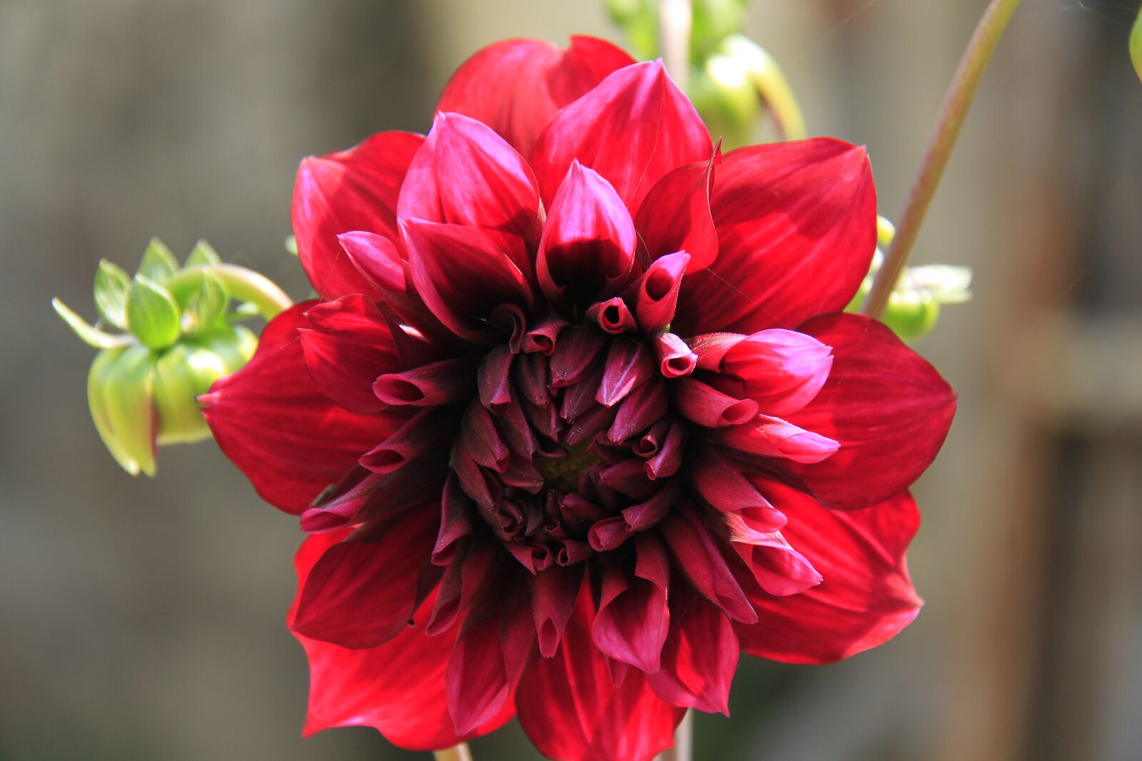 Canon EOS 7D sample photo. Dahlia, flower, plant photography