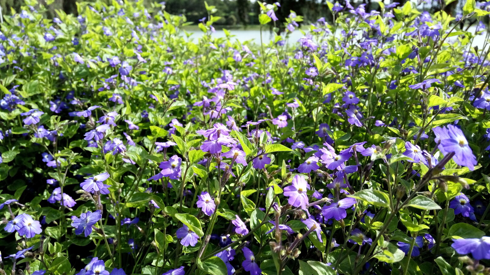 Xiaomi Redmi Note 3 sample photo