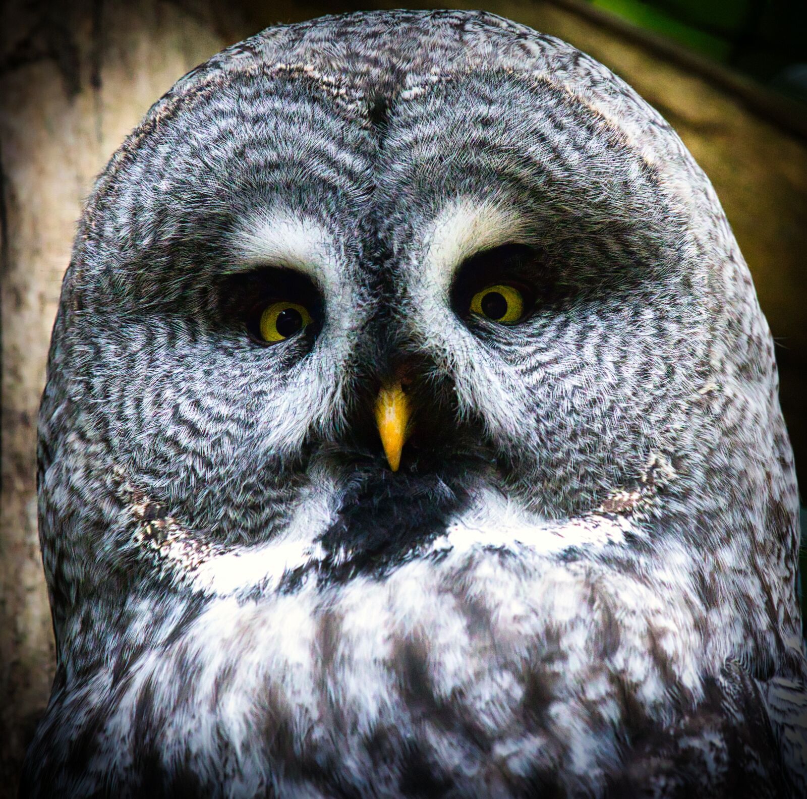 Canon EOS 200D (EOS Rebel SL2 / EOS Kiss X9) + Canon EF 70-200mm F4L IS USM sample photo. Bart owl, owl, bird photography
