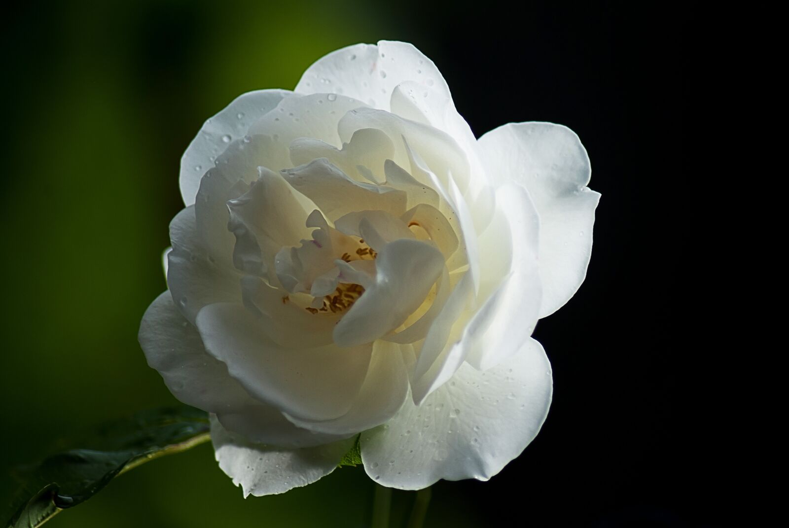 Nikon D3000 sample photo. Rose, wild rose, nature photography