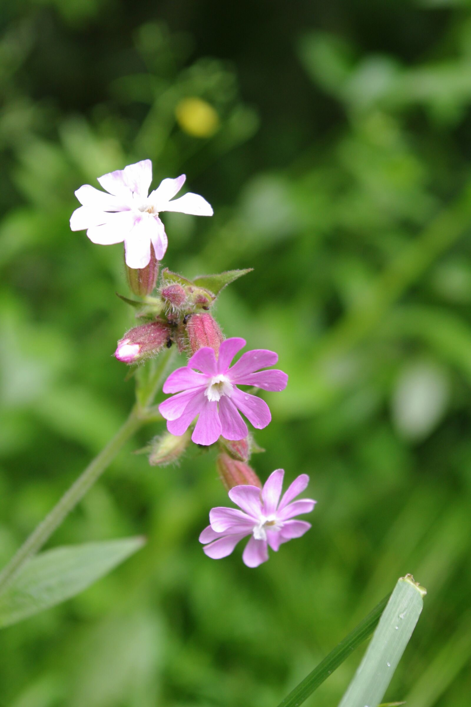 Pentax K-x sample photo. Flowers, nature, pink photography