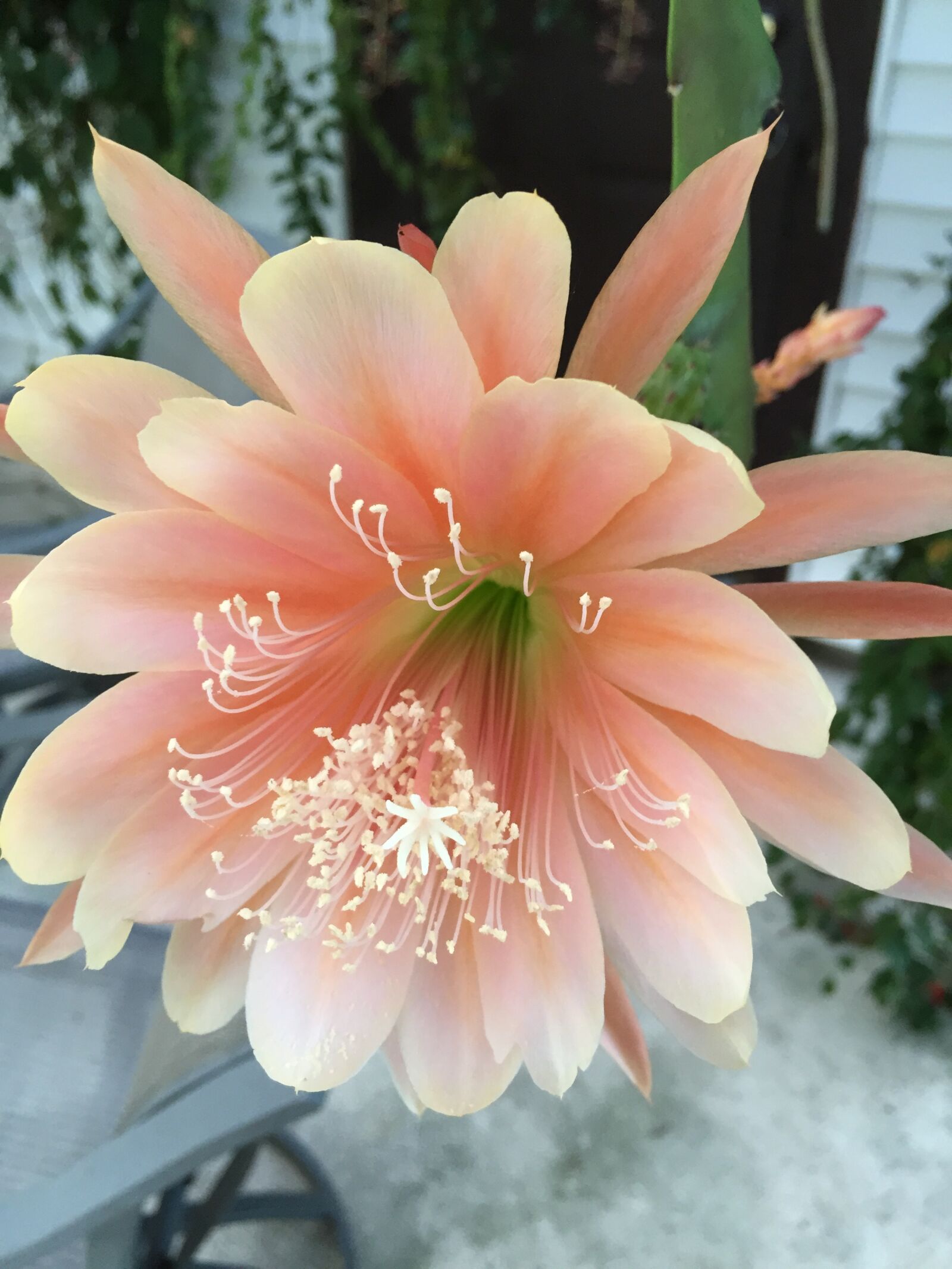 Apple iPhone 6 sample photo