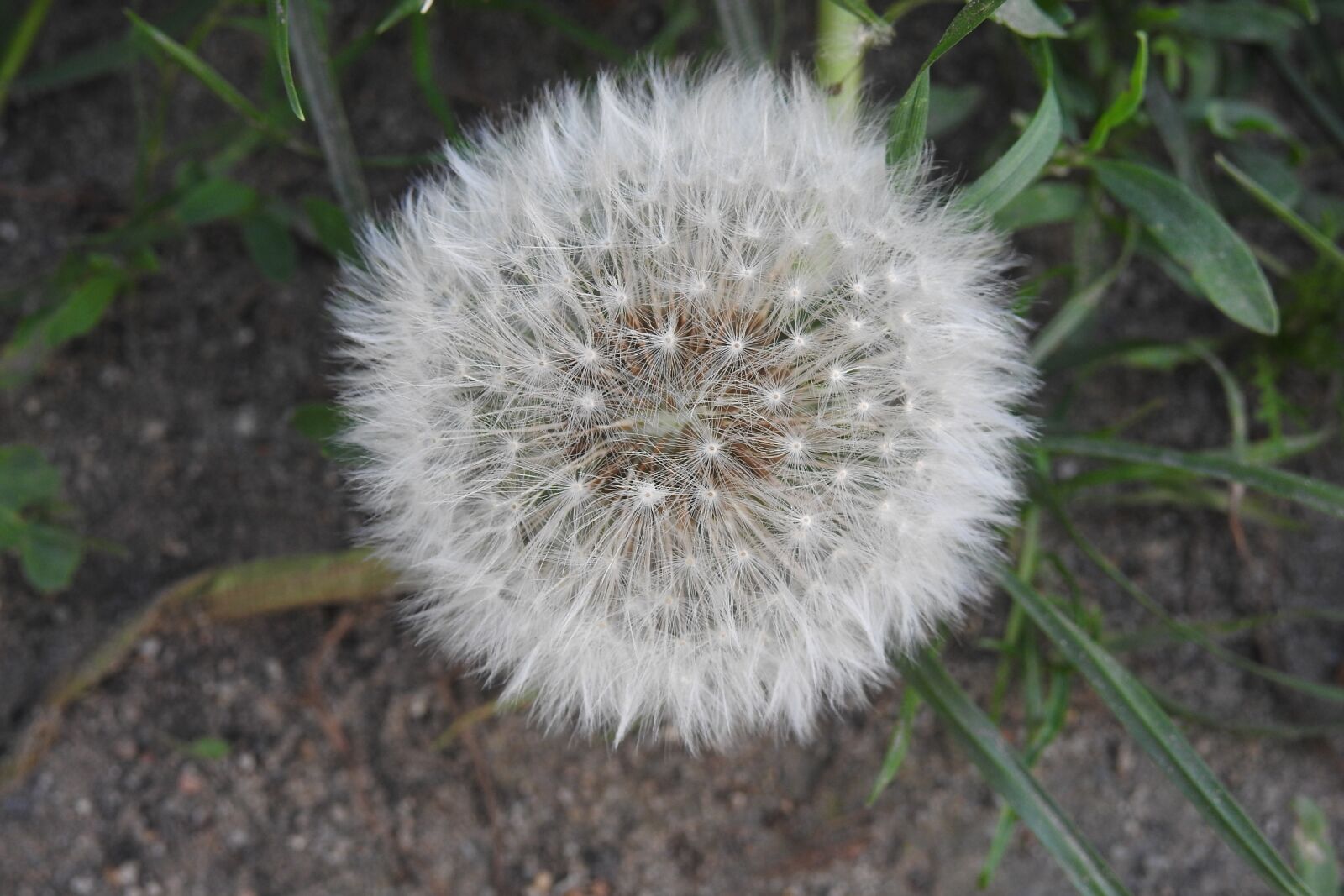 Nikon Coolpix P900 sample photo. Dandelion, sonchus oleraceus, spring photography