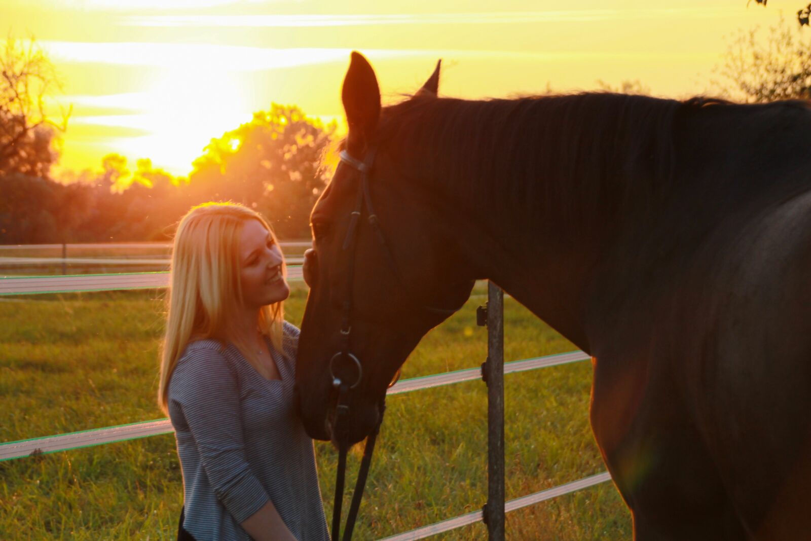 Canon EOS 1100D (EOS Rebel T3 / EOS Kiss X50) sample photo. Horse, sunset, evening photography
