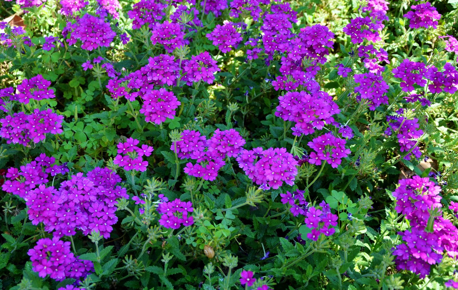Nikon D7000 sample photo. Flower, spring, summer photography