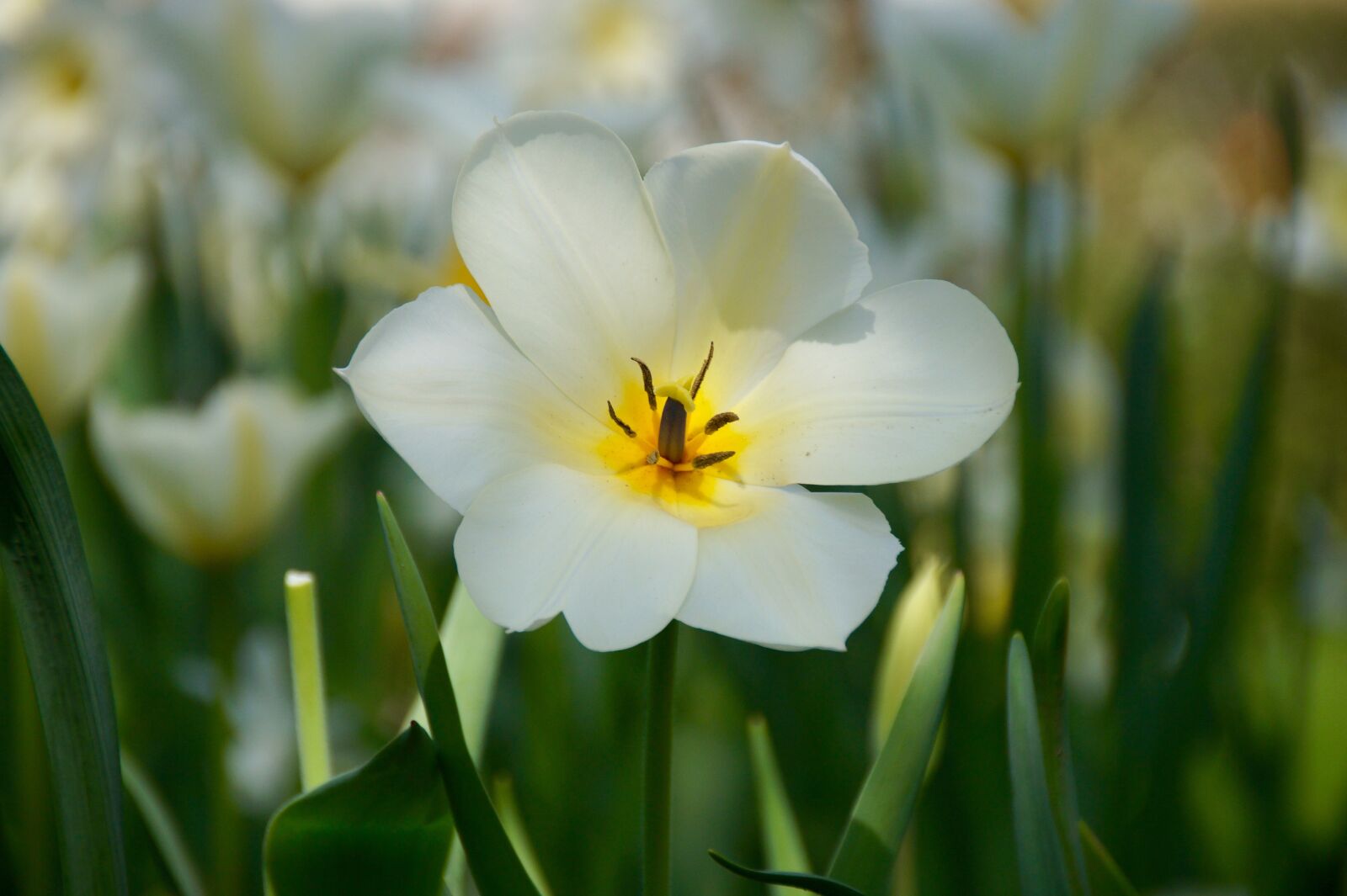 Sony SLT-A58 sample photo. Flower, nature, plant photography