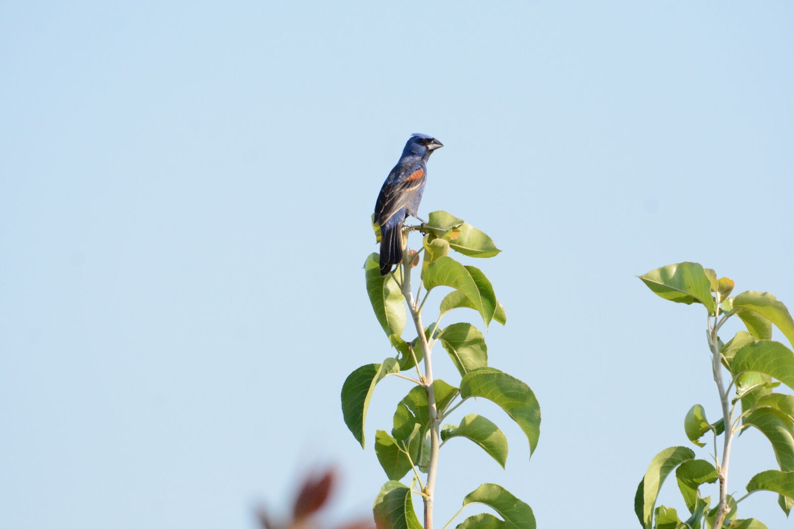 Nikon D7100 sample photo