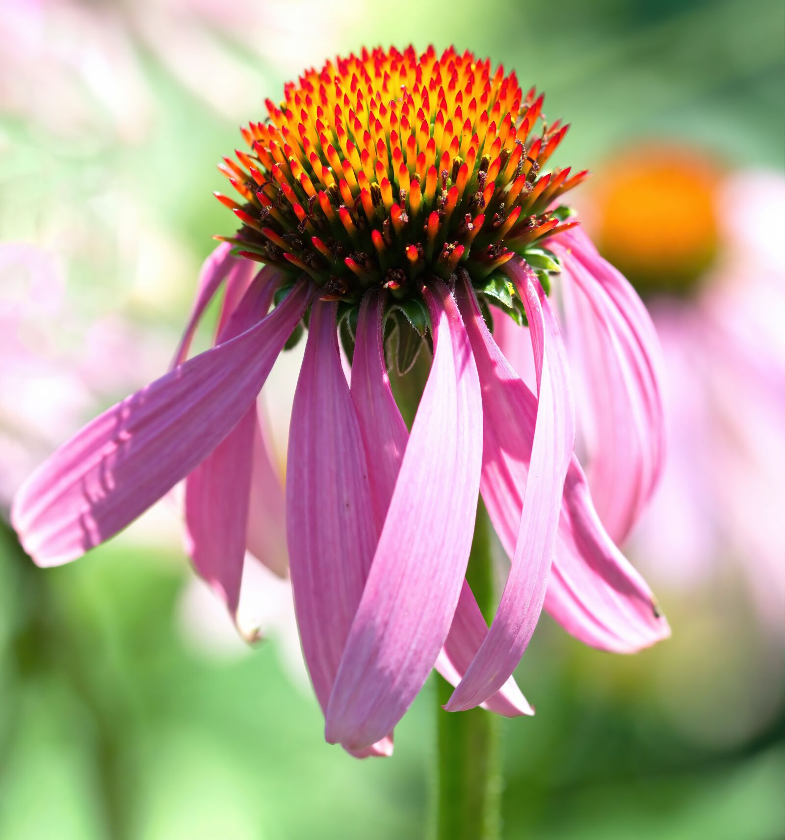 Nikon D5300 sample photo. Flower, petals, violet photography