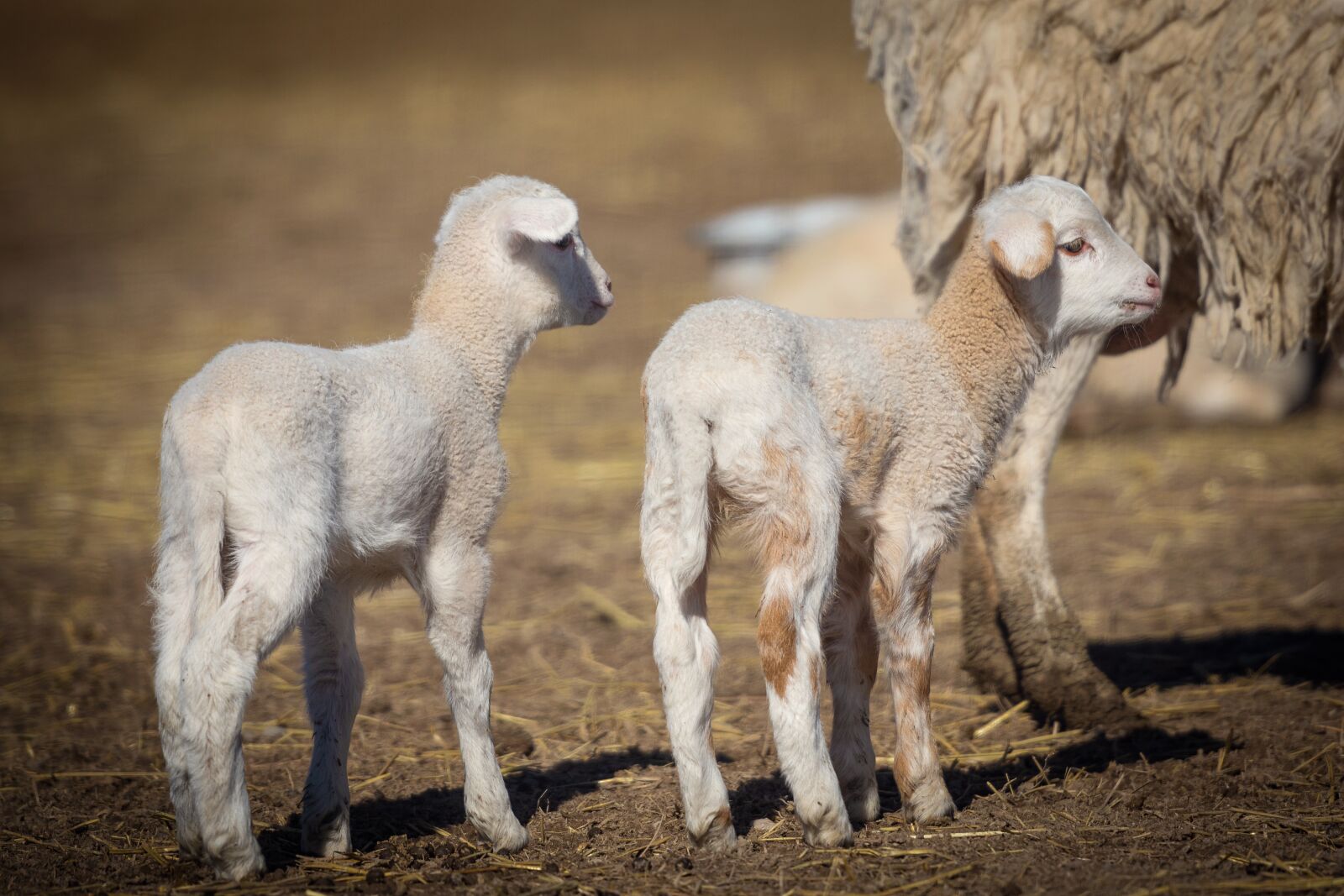 Nikon D7200 sample photo. Lambs, sheep, animal photography