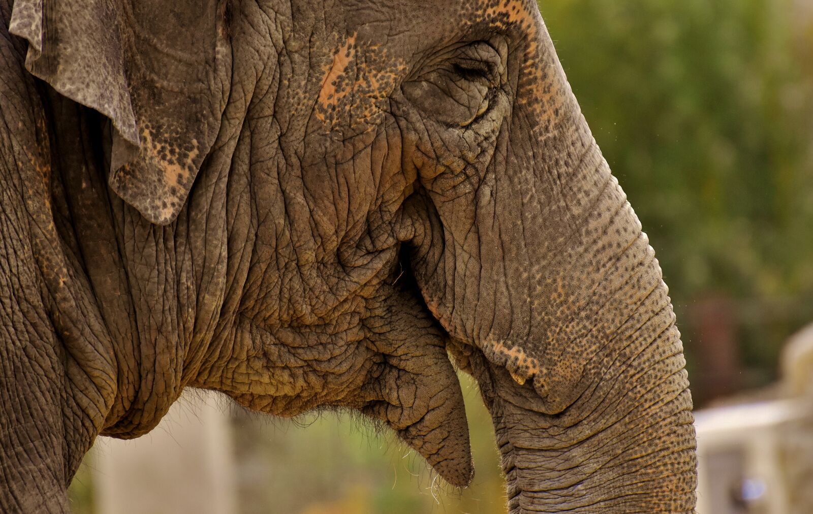 Nikon D7200 sample photo. Elephant, proboscis, pachyderm photography