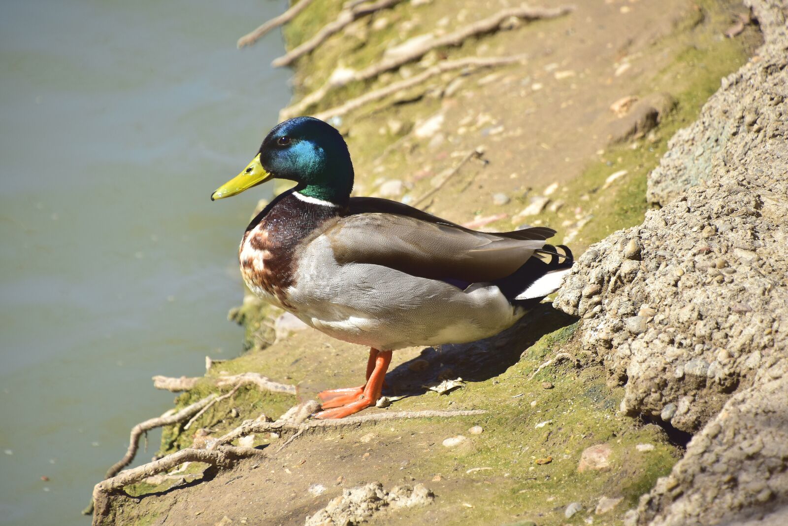 Nikon D7200 sample photo. Birds, nature, body of photography