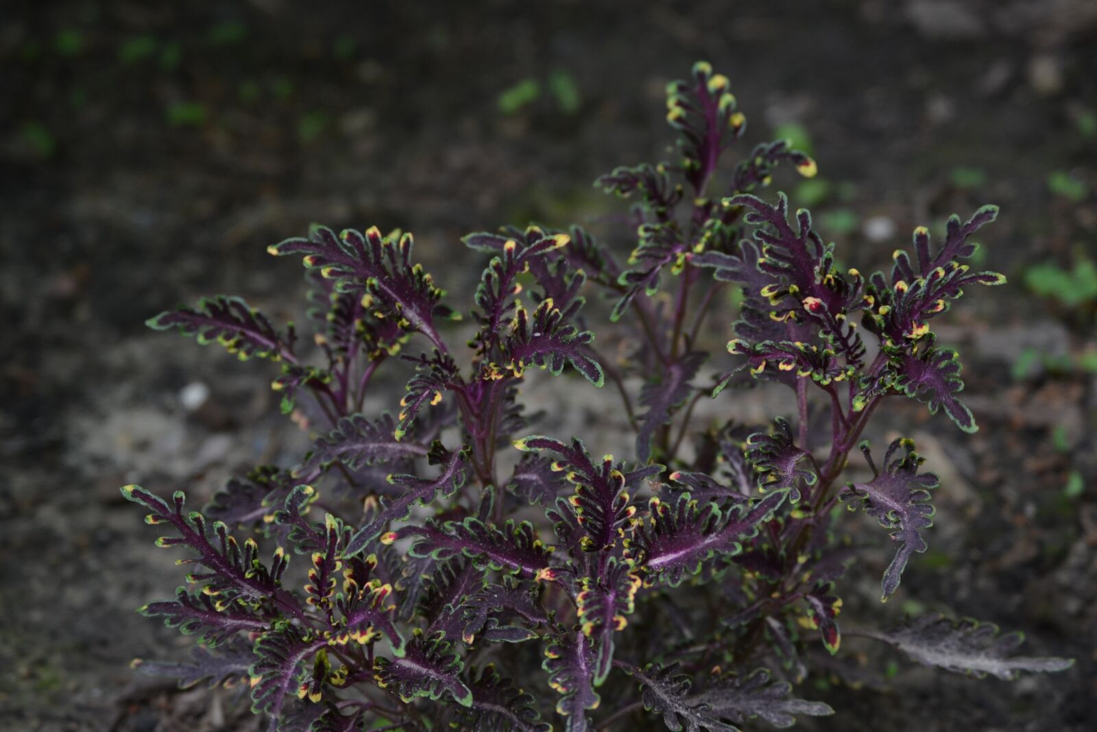 Nikon D3100 sample photo. Growth, nature, growing photography