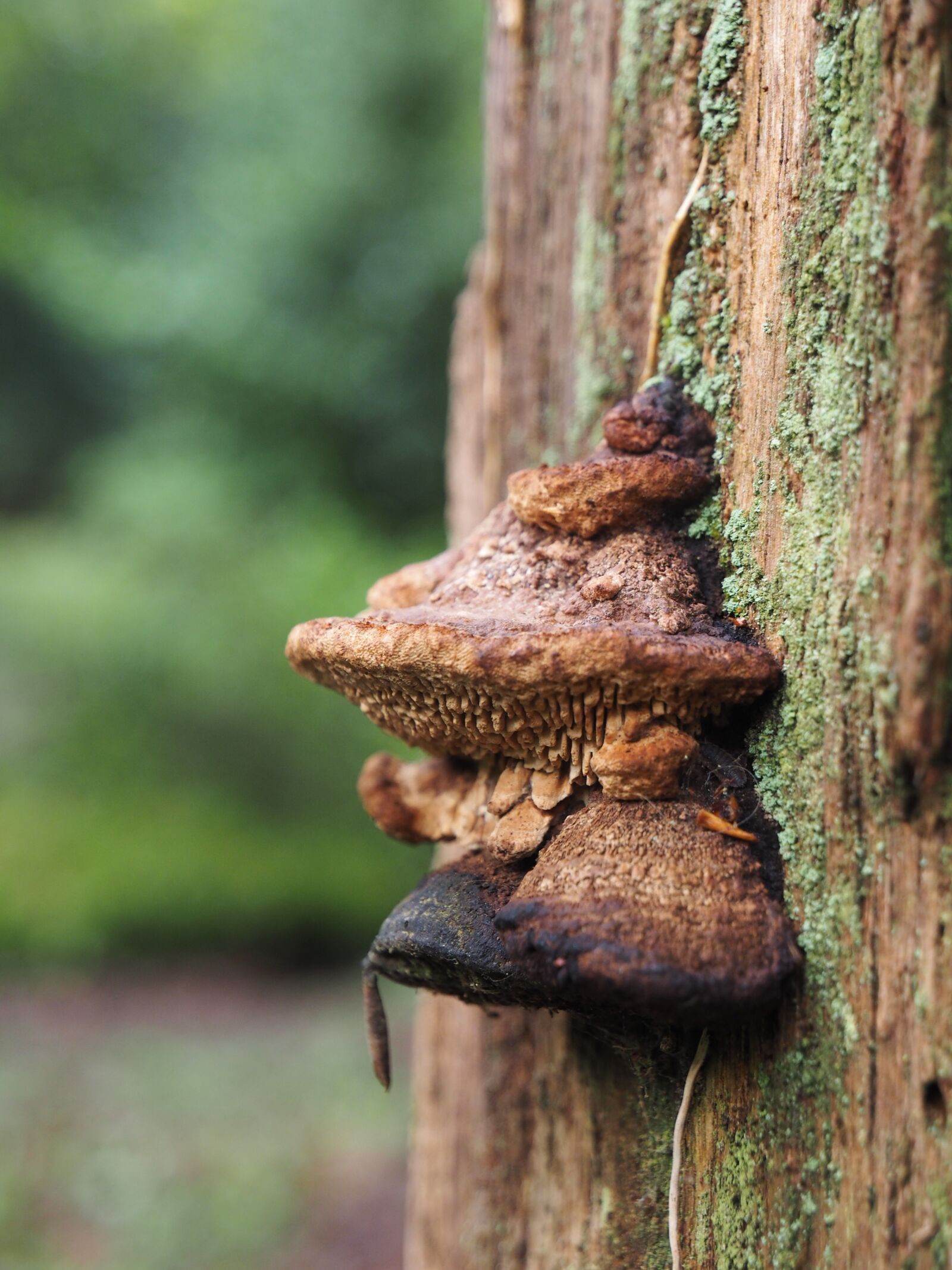 Olympus OM-D E-M1 + Olympus Zuiko Digital ED 12-60mm F2.8-4.0 SWD sample photo. Fungi, woods, new forest photography