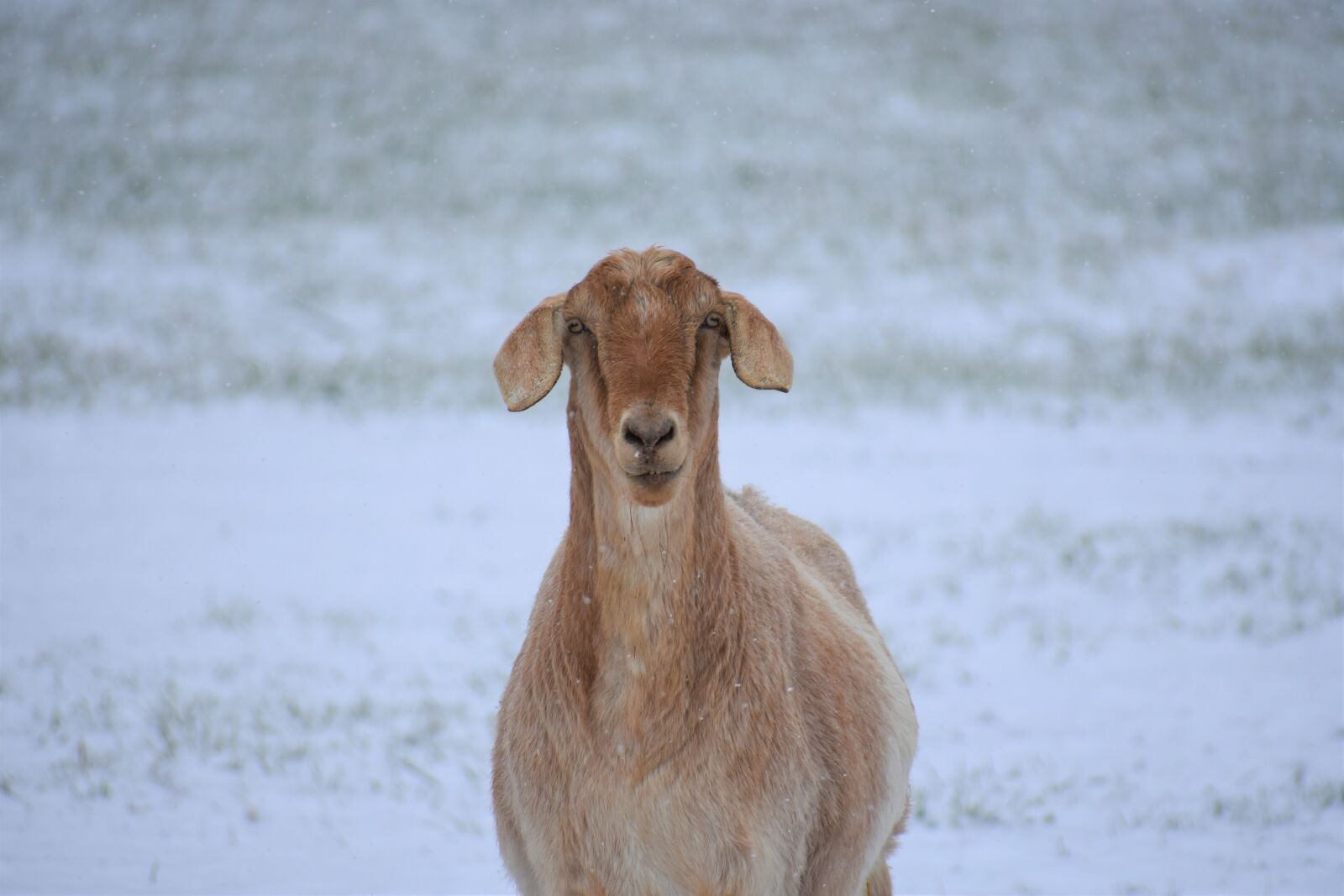 Nikon D3400 sample photo. Nature, animal, mammal photography