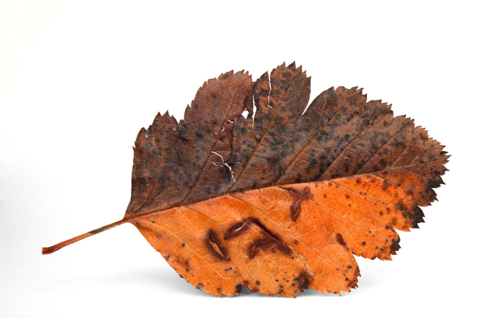 Nikon D800 sample photo. Leaf, tree, autumn photography