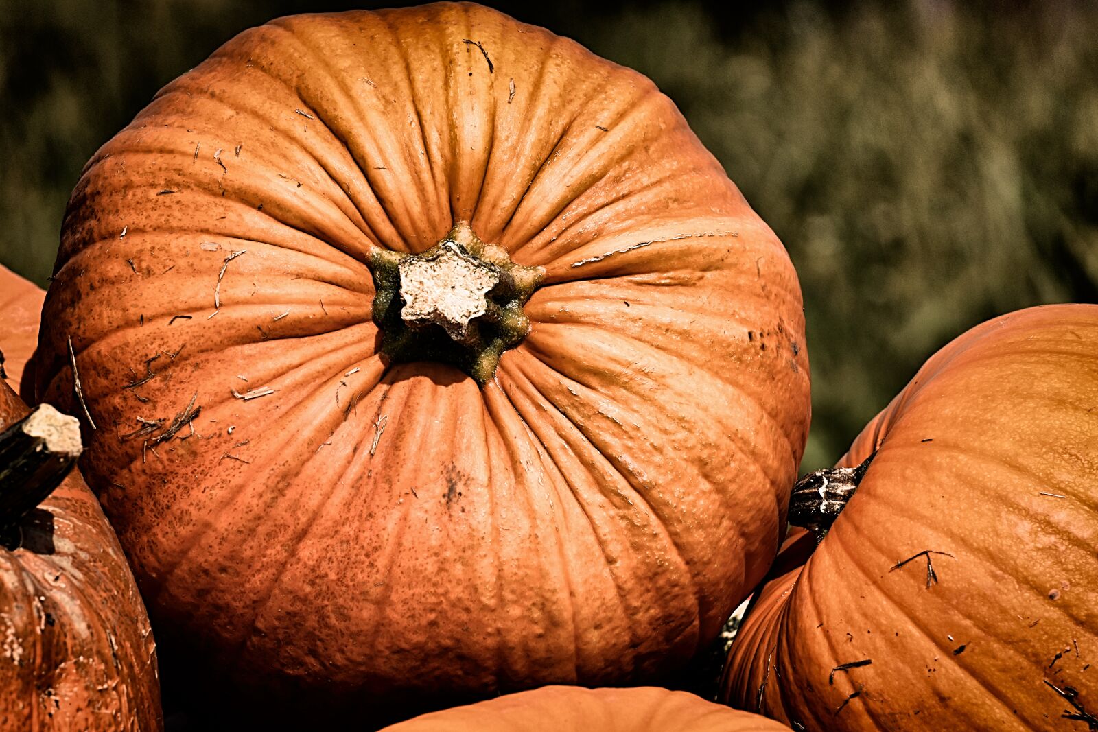 Nikon D7200 sample photo. Pumpkins, colorful, autumn photography