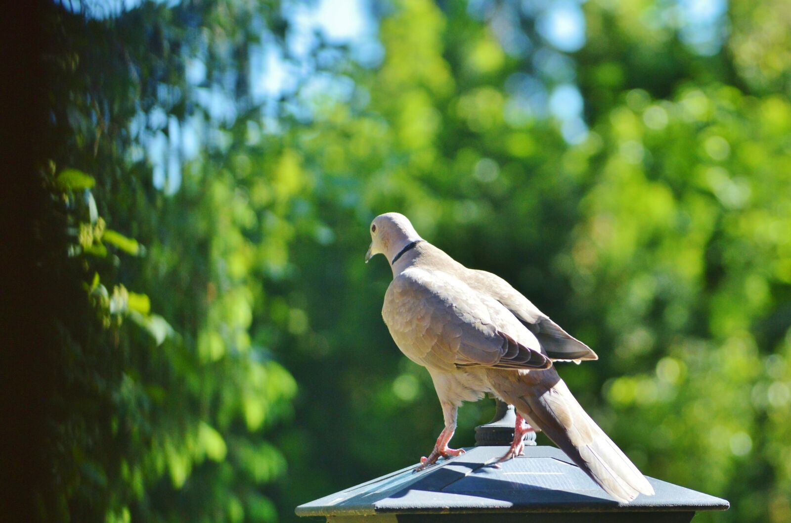 Nikon D3200 sample photo. Dove, bird, collared photography