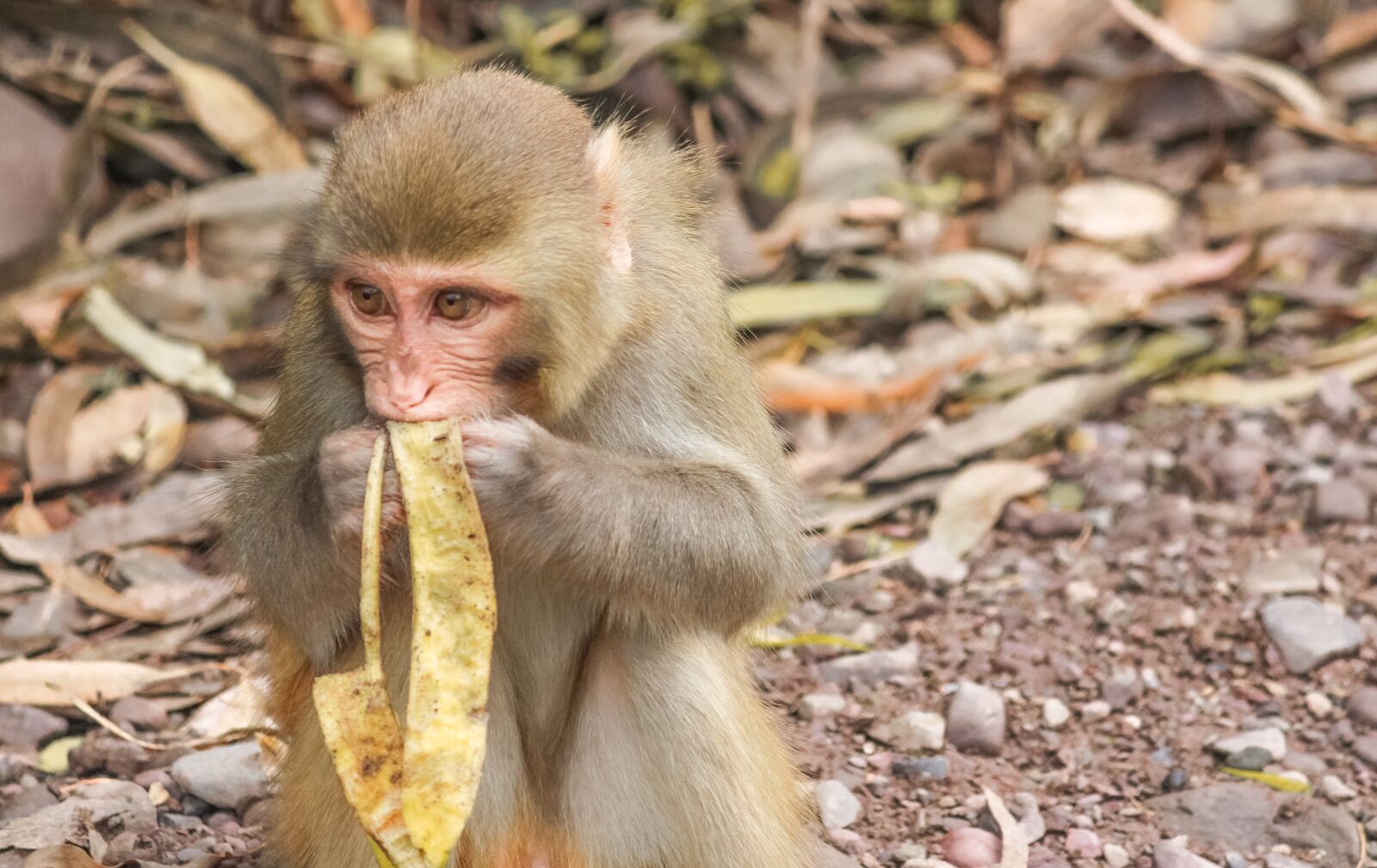 Canon EOS 700D (EOS Rebel T5i / EOS Kiss X7i) sample photo. Macaque, monkey, animal photography