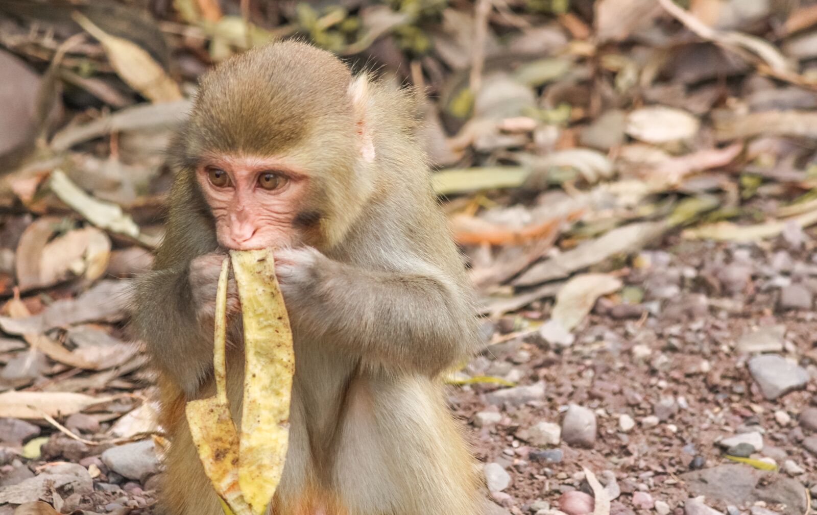 Canon EOS 700D (EOS Rebel T5i / EOS Kiss X7i) + Canon EF-S 55-250mm F4-5.6 IS II sample photo. Macaque, monkey, animal photography