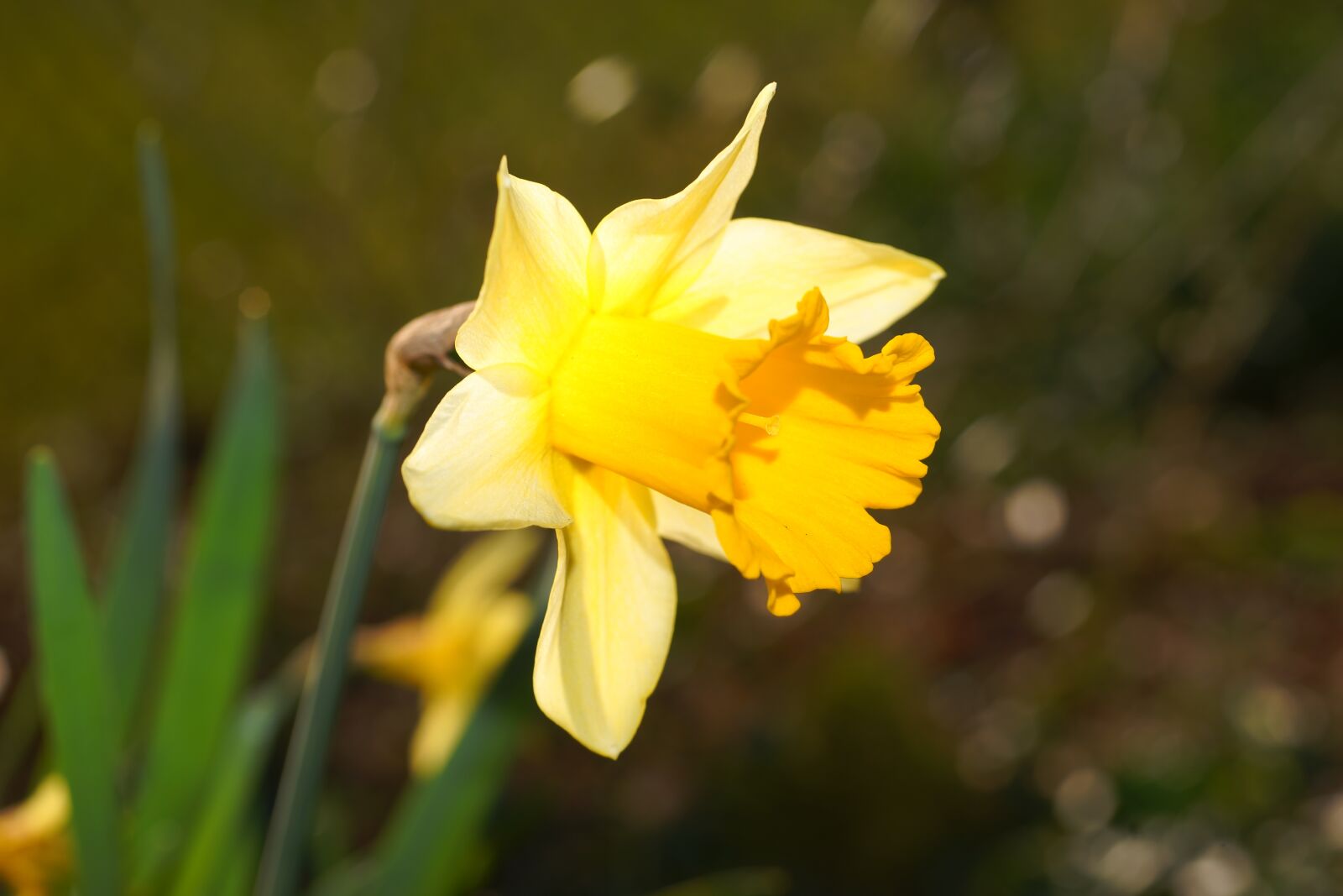 Sony a99 II sample photo. Narcissus, daffodil, yellow photography