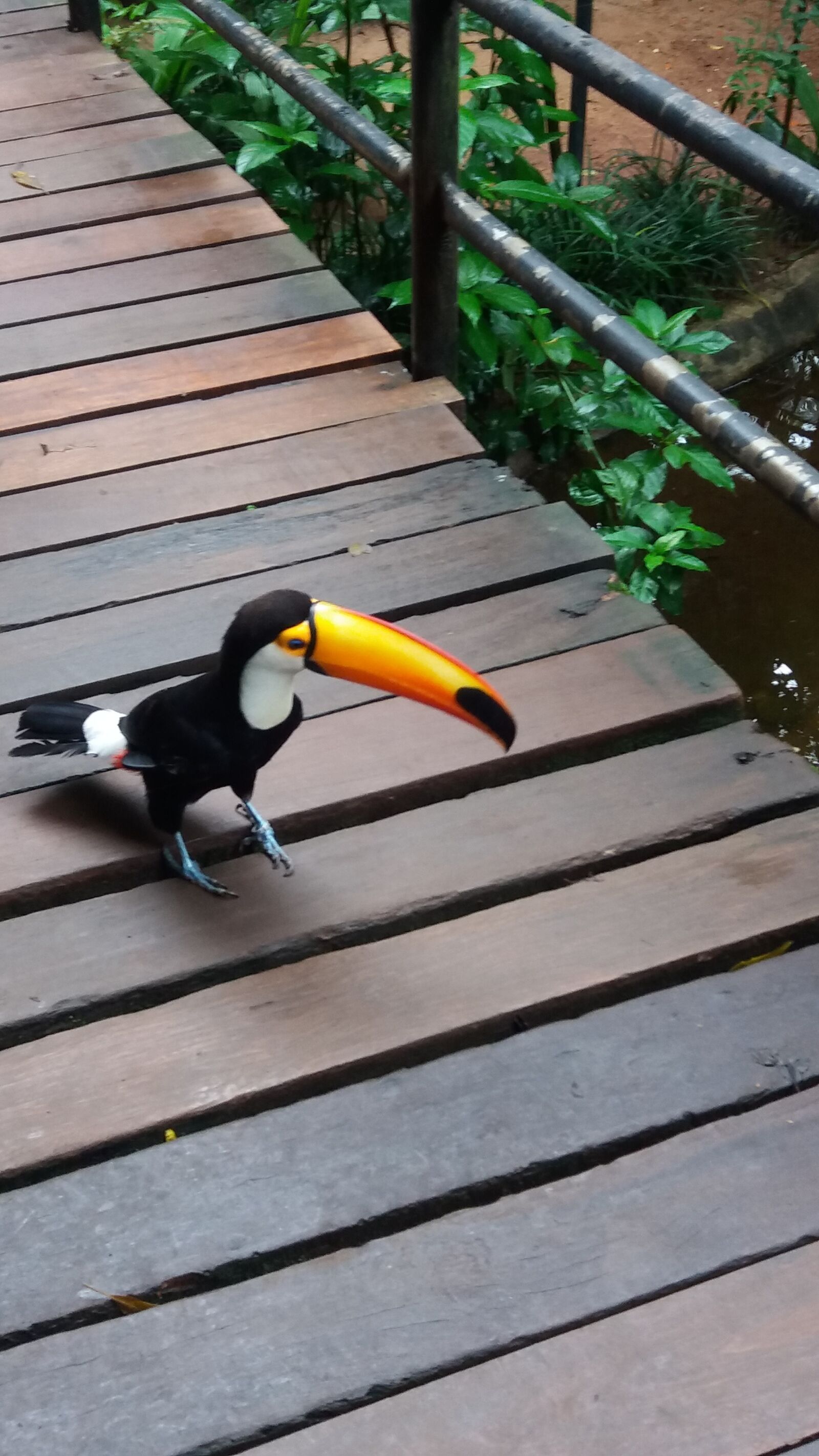 Samsung Galaxy J5 Prime sample photo. Tucano, animais, aves photography