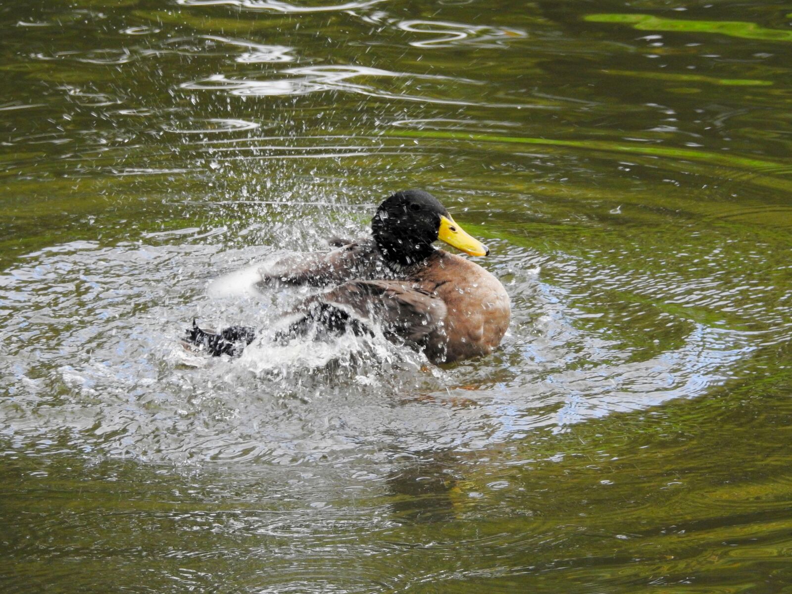 Nikon Coolpix P900 sample photo. Duck, water bird, drake photography