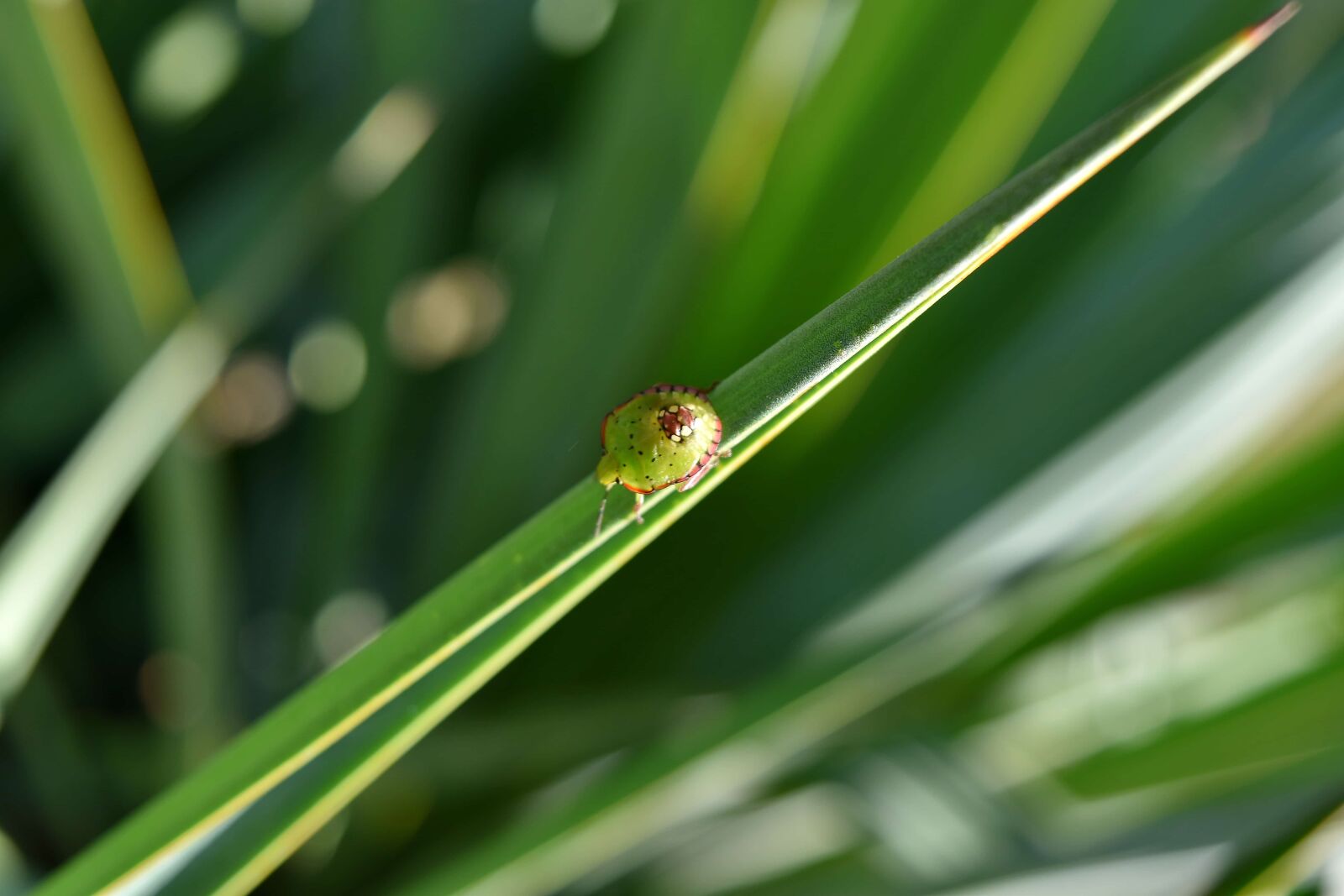 Nikon D5500 sample photo. Beetle, detail, insect, small photography