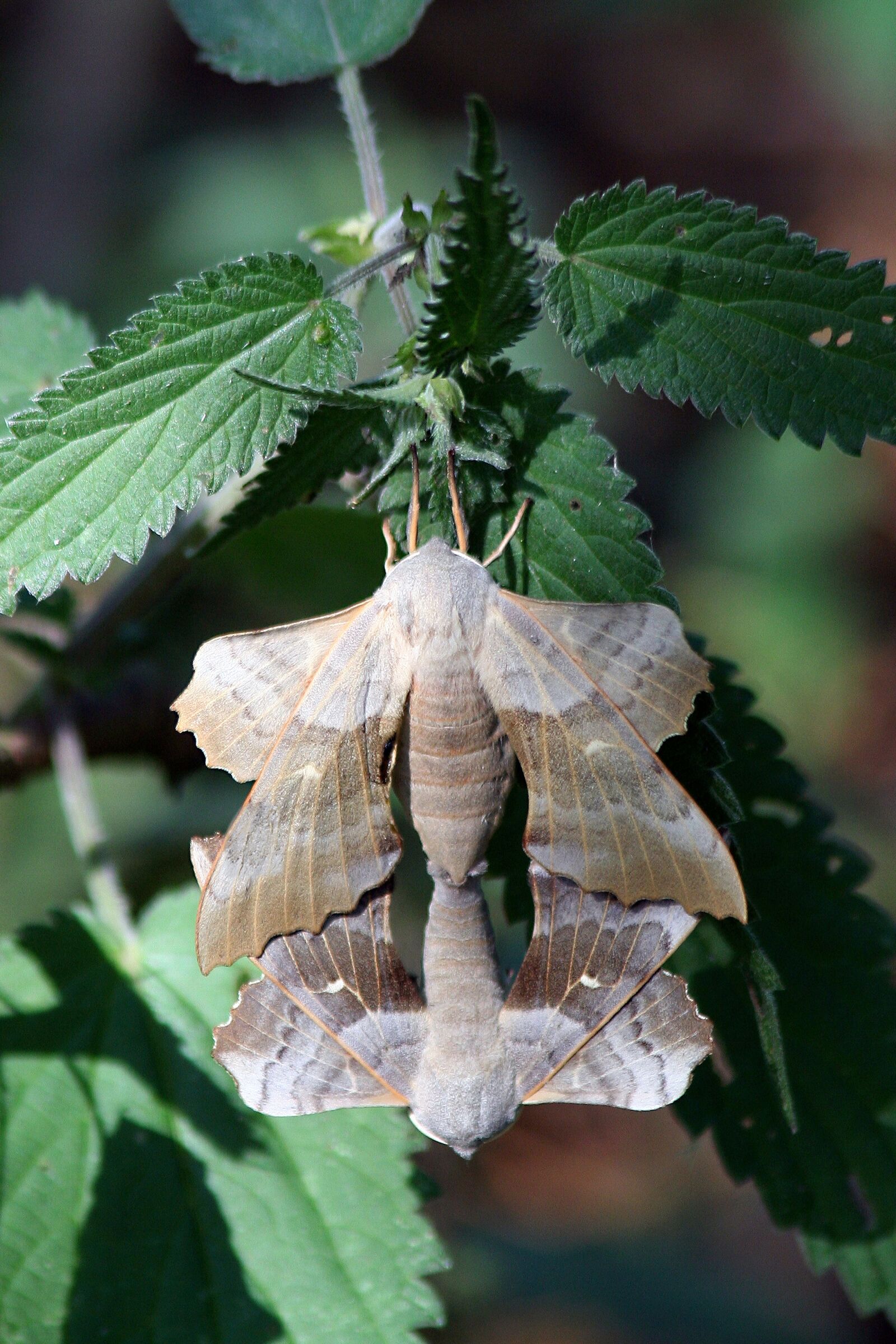 Canon EOS 350D (EOS Digital Rebel XT / EOS Kiss Digital N) sample photo. Moth, macro, lepidoptera photography