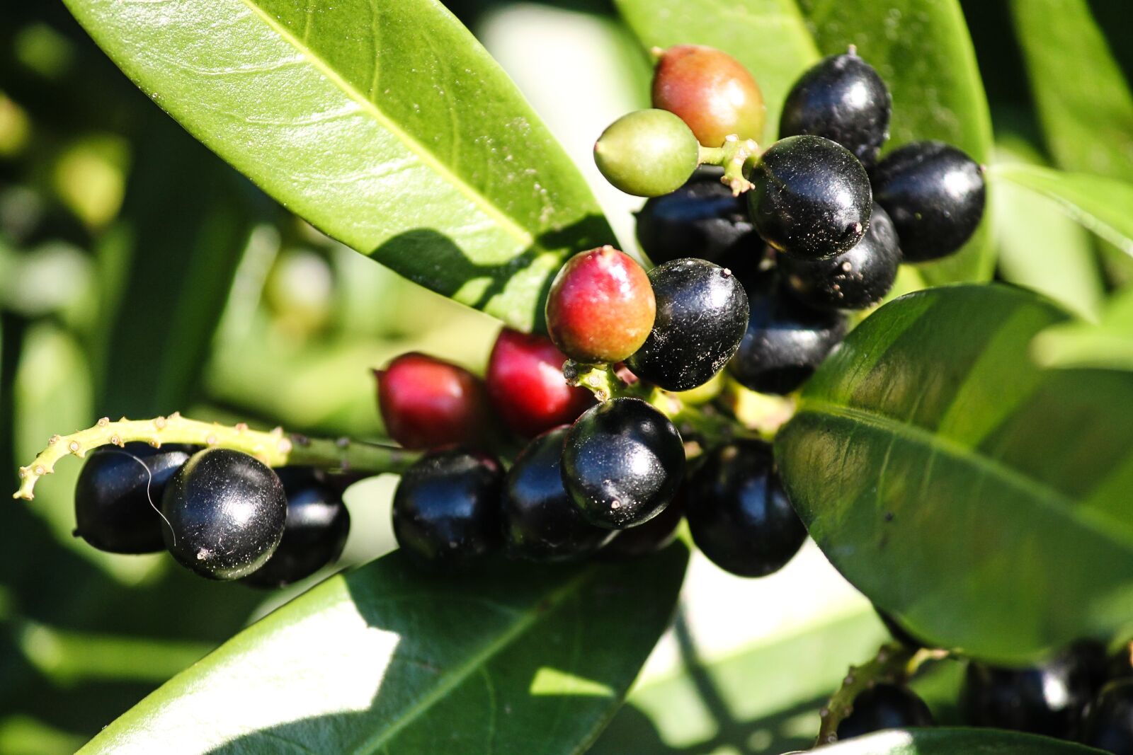 Canon EOS 1100D (EOS Rebel T3 / EOS Kiss X50) sample photo. Cherry laurel, prunus laurocerasus photography