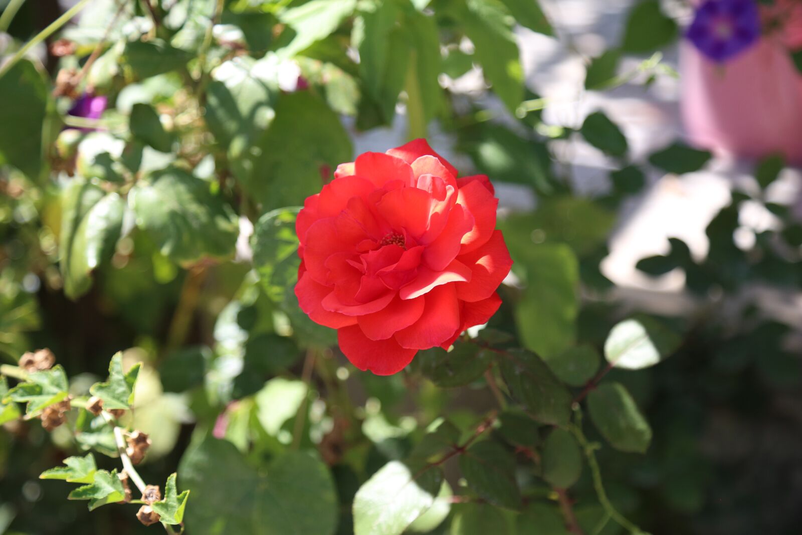 Canon EF 24-105mm F4L IS USM sample photo. Nature, flowers, summer photography