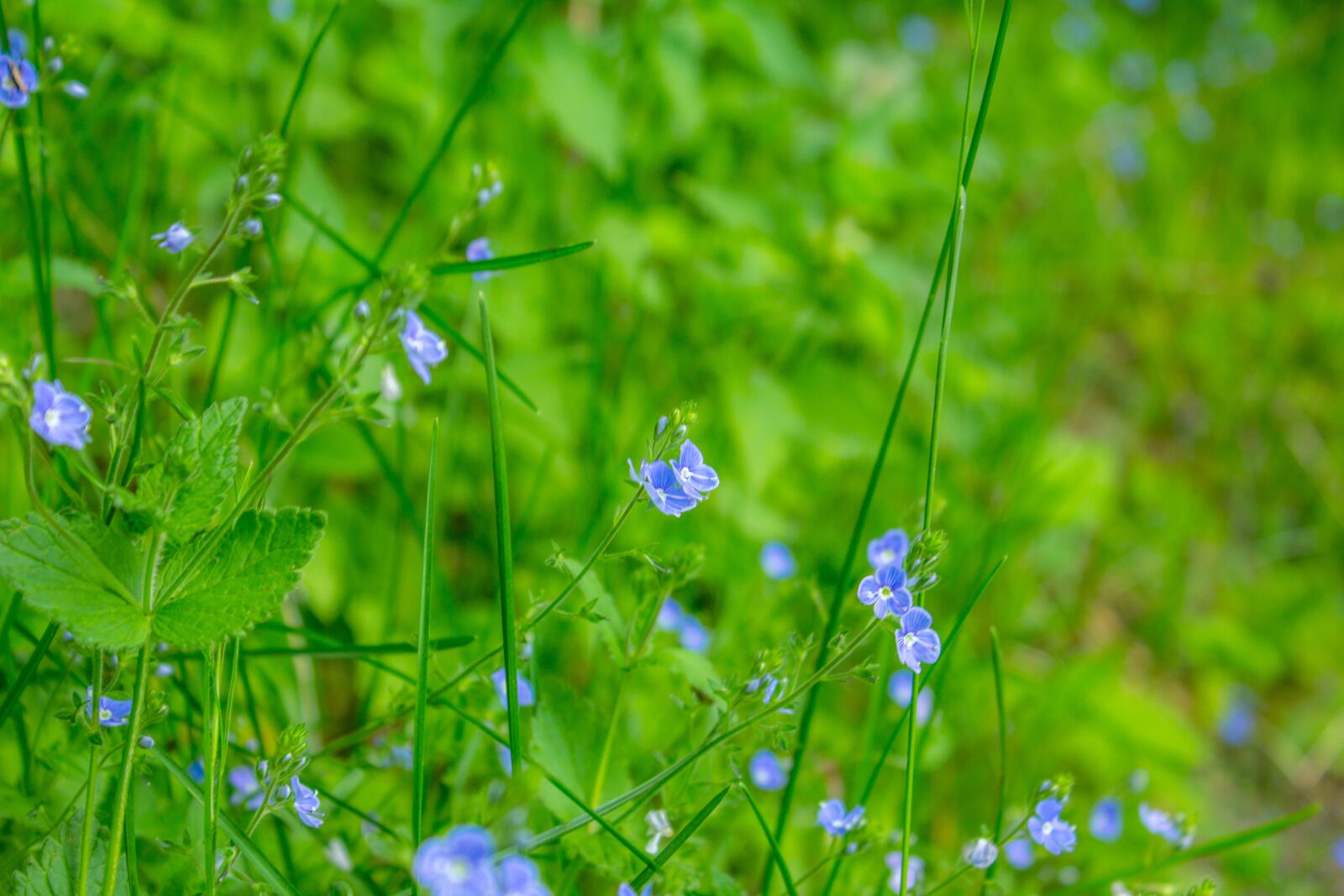 Canon EOS 60D sample photo. Nature, spring, flowers photography