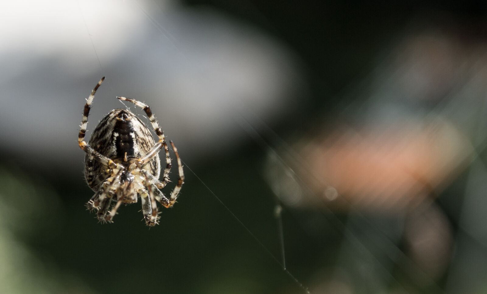 Canon EF-S 18-55mm F3.5-5.6 III sample photo. Spider, nature, animals photography