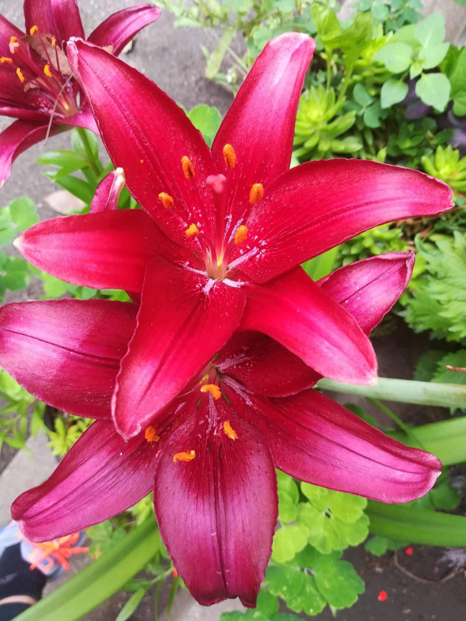 HUAWEI P10 lite sample photo. Morning flower, fresh, beautiful photography