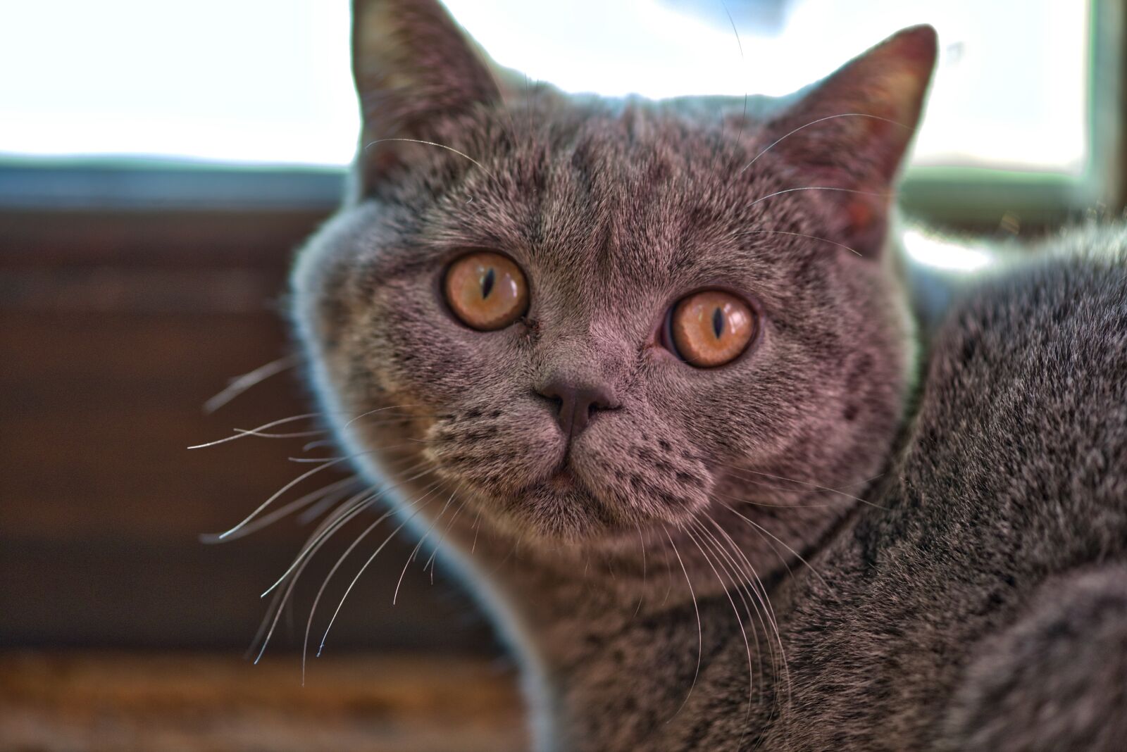 Nikon D800 sample photo. Cat, kitten, macro photography