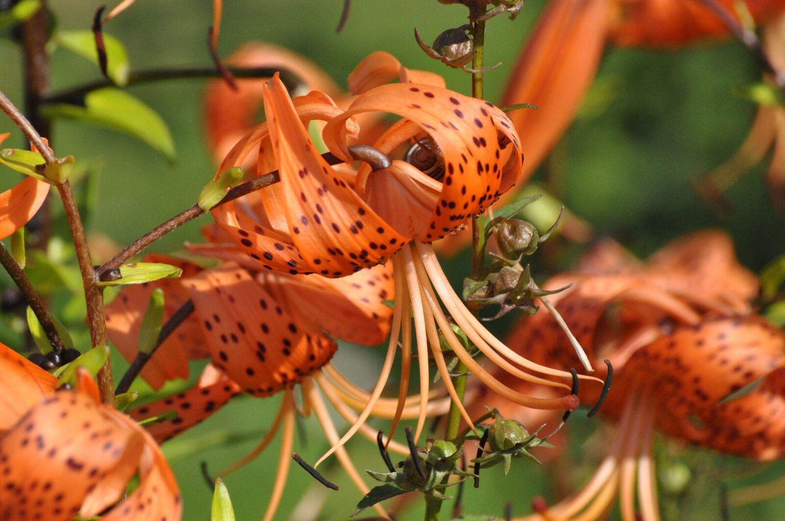 Nikon D90 sample photo. Flowers, summer, garden photography