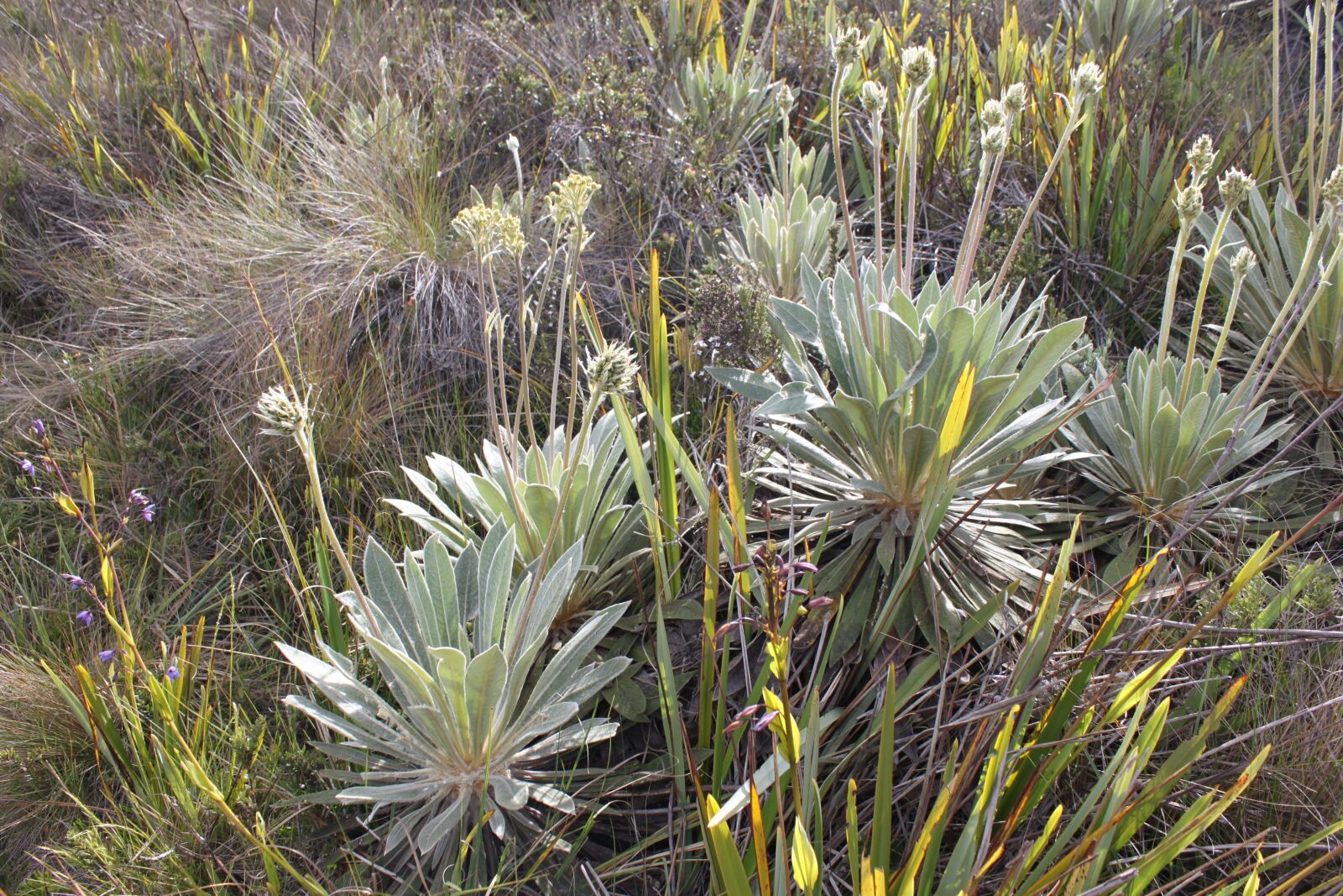 Canon EOS 500D (EOS Rebel T1i / EOS Kiss X3) sample photo. Frailejón, moor, colombia photography