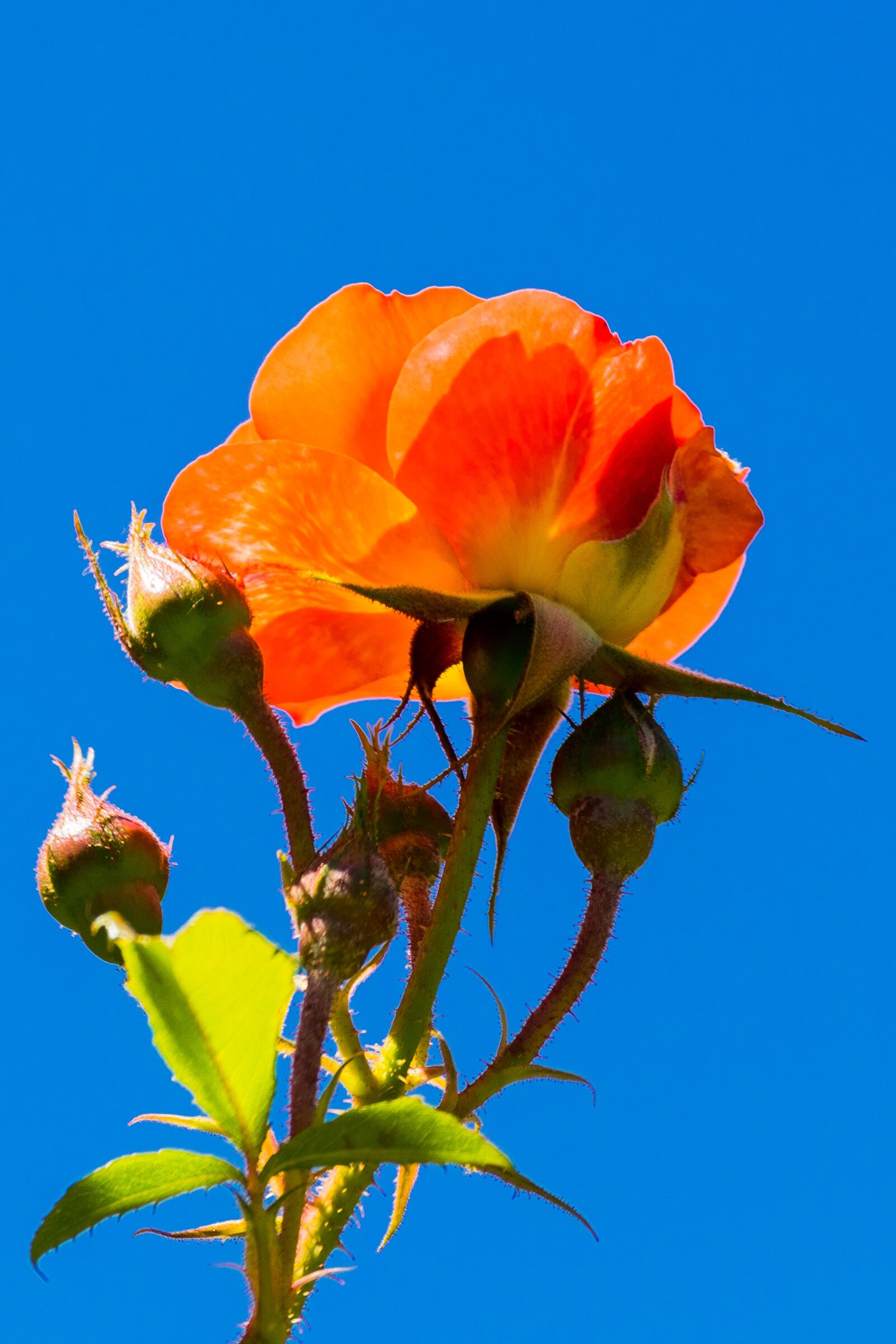 Nikon D3300 sample photo. Rose, spring, floral photography