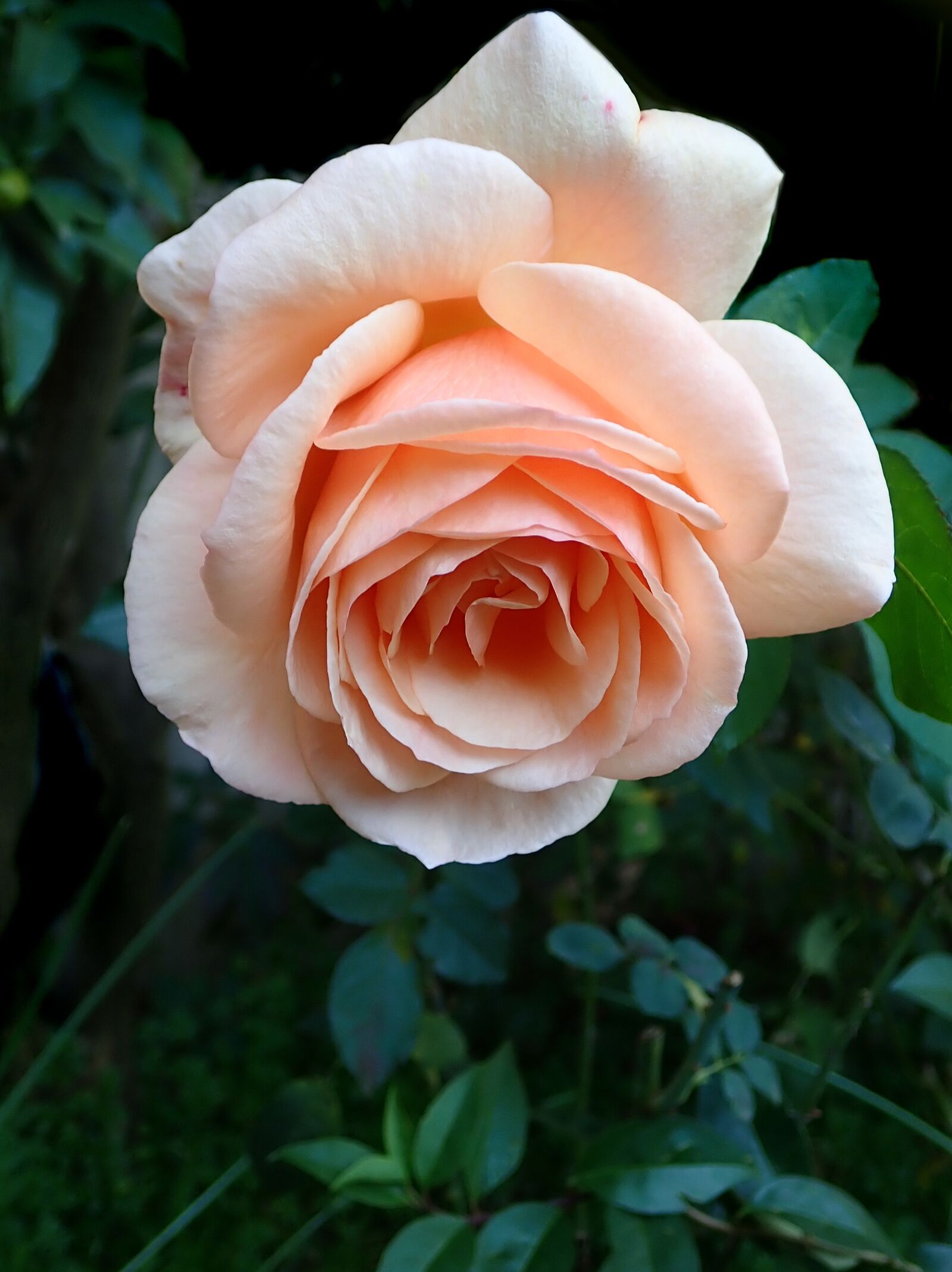 Olympus TG-5 sample photo. Flower, rose, bloom photography