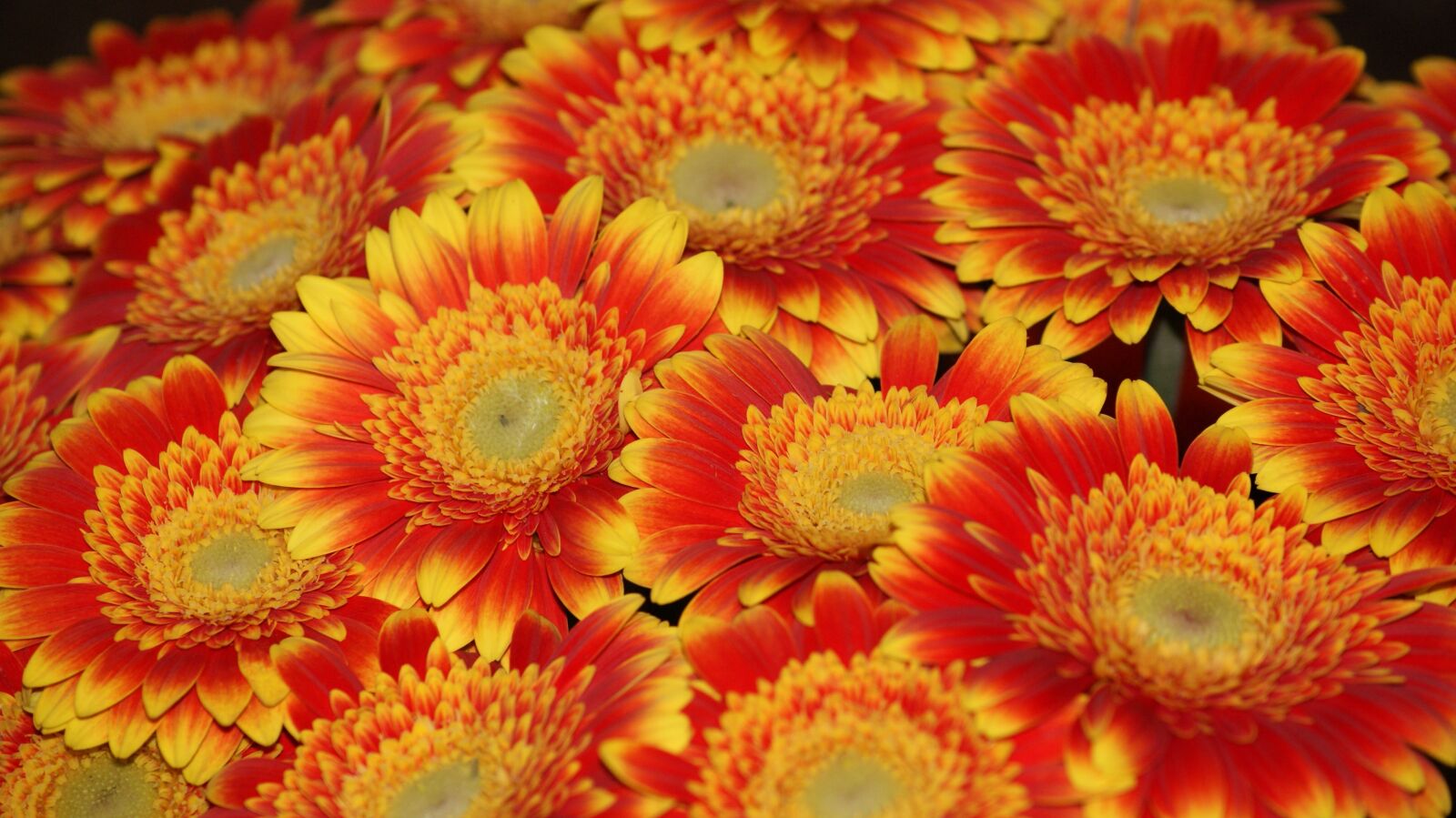 Sony Alpha DSLR-A330 sample photo. Gerbera, tehran, orange photography