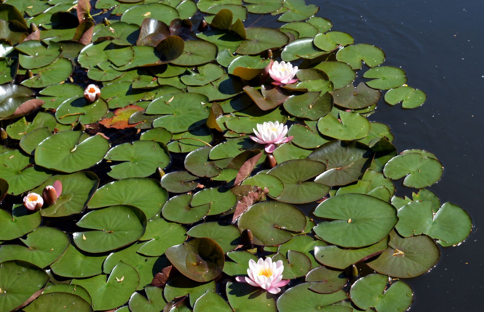 Nikon D3200 sample photo. Water lilies, leaves, aquatic photography
