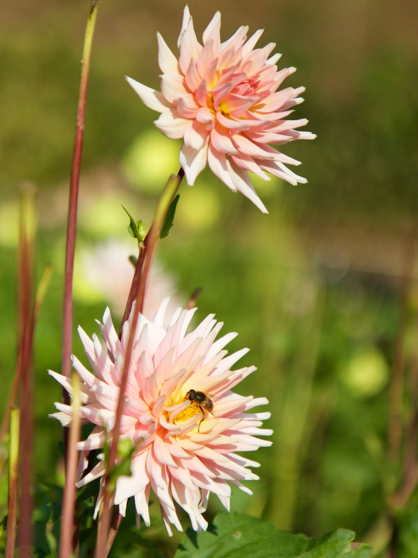 Canon EOS 70D sample photo. Nature, plant, flower photography