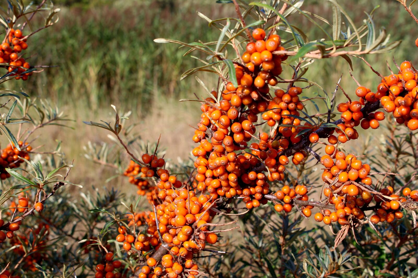 Canon EOS 700D (EOS Rebel T5i / EOS Kiss X7i) sample photo. Langeoog, sea buckthorn, plant photography