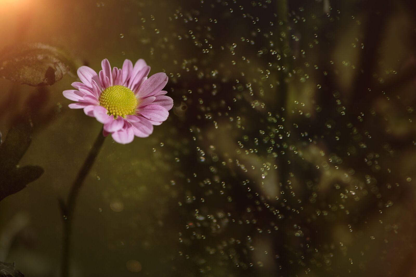 Nikon D750 sample photo. Flower, pink, pink flower photography