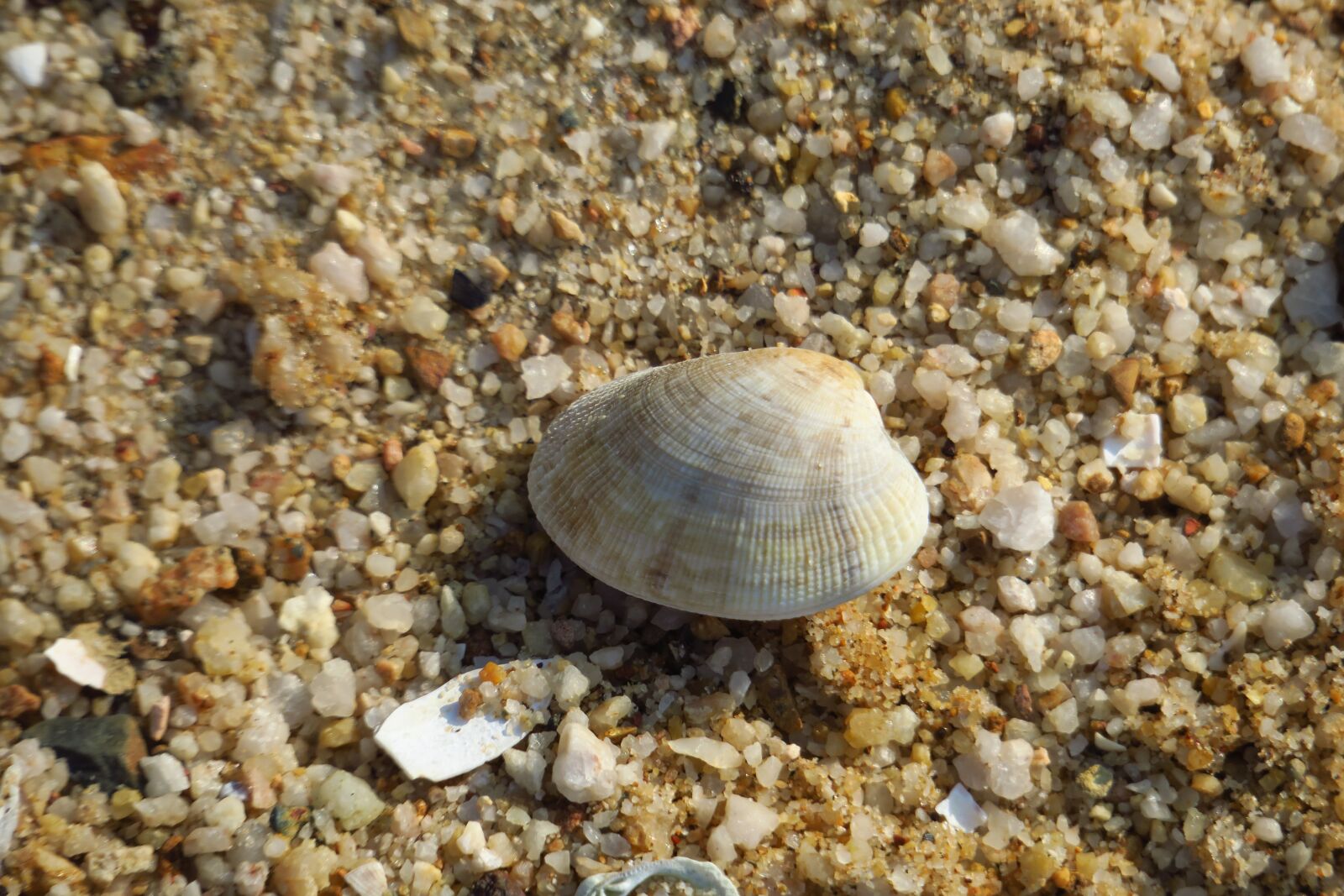 Canon PowerShot G3 X sample photo. Nature, exoskeleton, beach photography