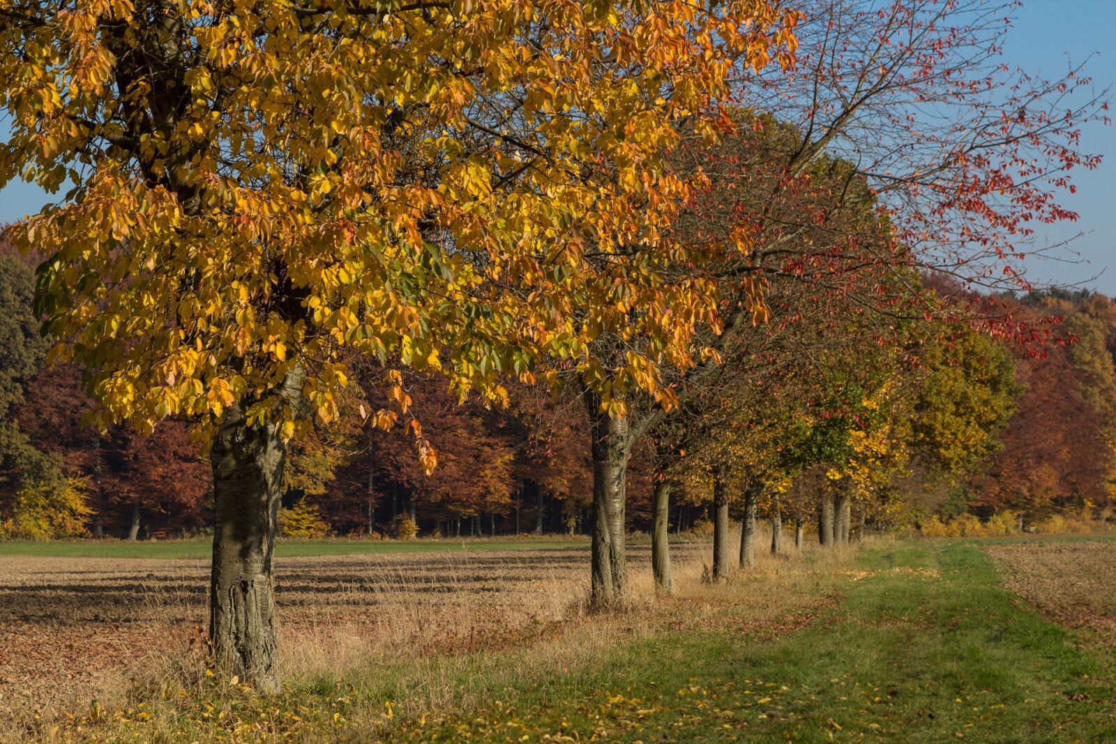 Canon EOS 600D (Rebel EOS T3i / EOS Kiss X5) sample photo. Autumn, trees, leaves photography